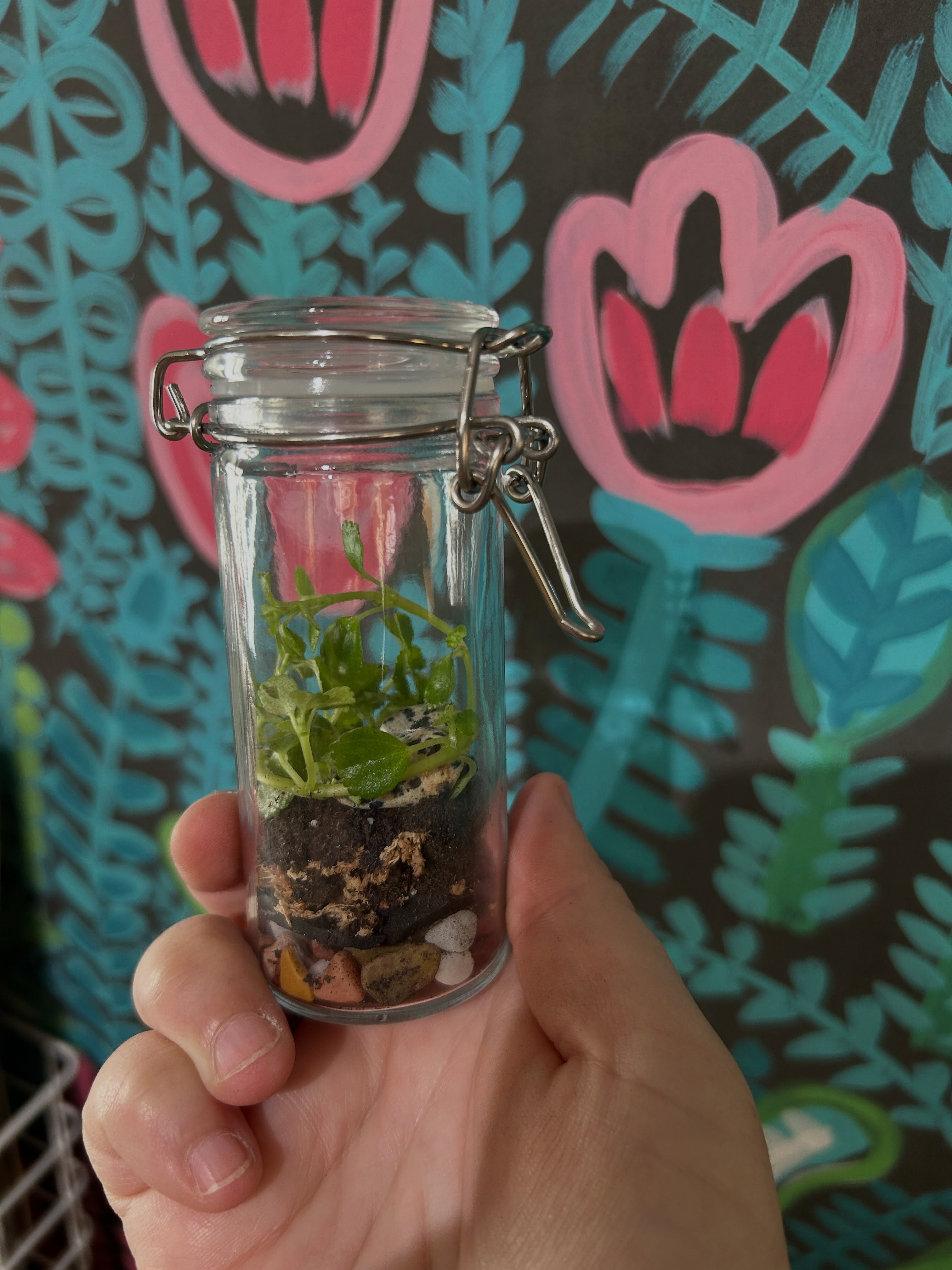 Ok friends, this is fun. I just got all the supplies in for our tiny terrariums, October’s First Friday activity. For $20, come in anytime between 4:00 and 8:00 and make a mini ecosystem. The date is October 2, which would be helpful if it was on the flyer 🫠 Anyway, it should be a lot of fun to make and watch our little worlds grow! 💕🌿🌈