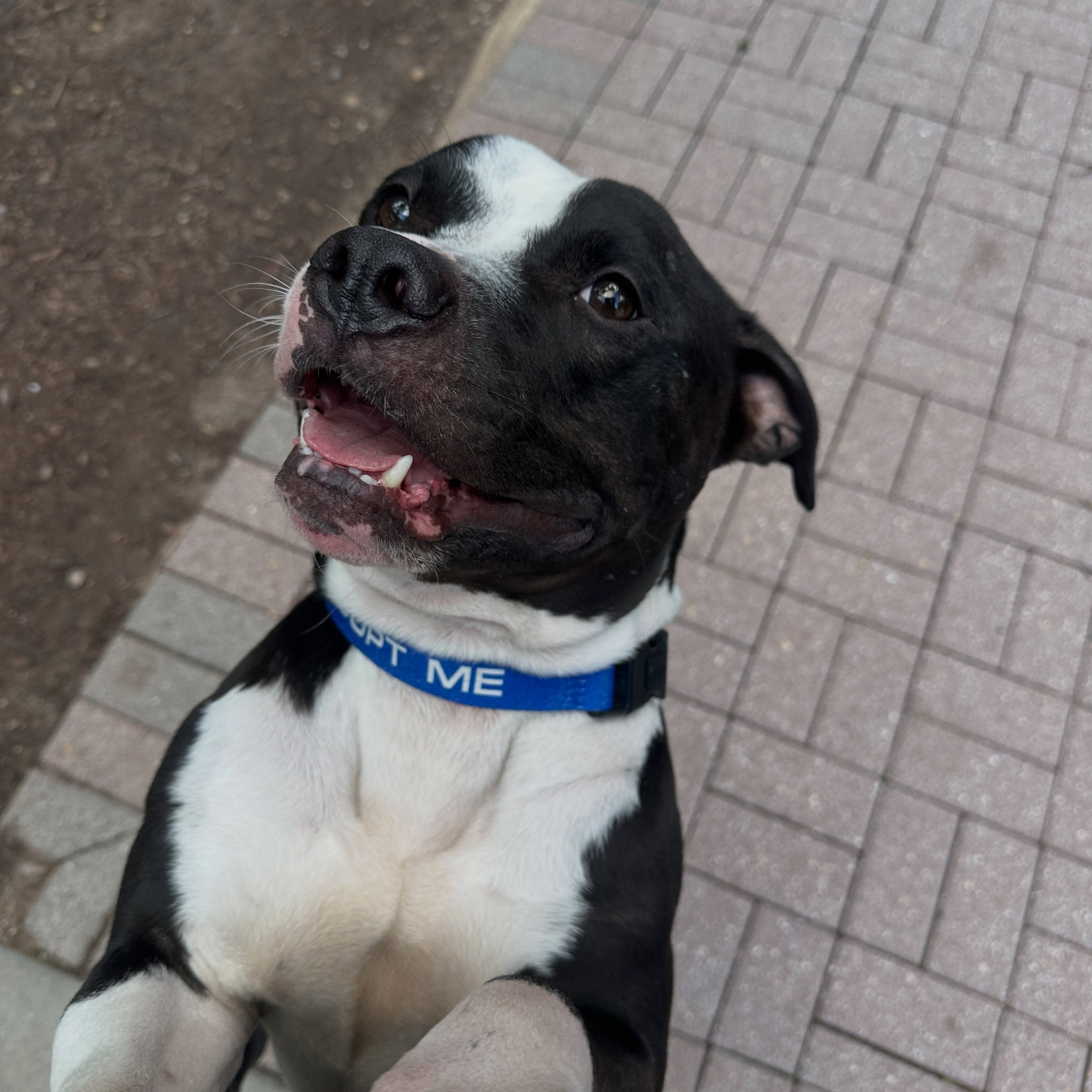 Dog walkers wanted! 🦮🚶♀️
Dogs in foster like adoptable Leo need dog walkers and day sitters to come sit with them while their foster parents are at work! Interested? Sign up to volunteer and we’ll get you onto our email and text distribution list.
We need walkers in DC, Maryland - all over but currently Aspen Hill or nearby, and Virginia - all over!
Seeing cute dogs, help a good cause, and get some steps in! A win win win 🤩
#volunteersneeded