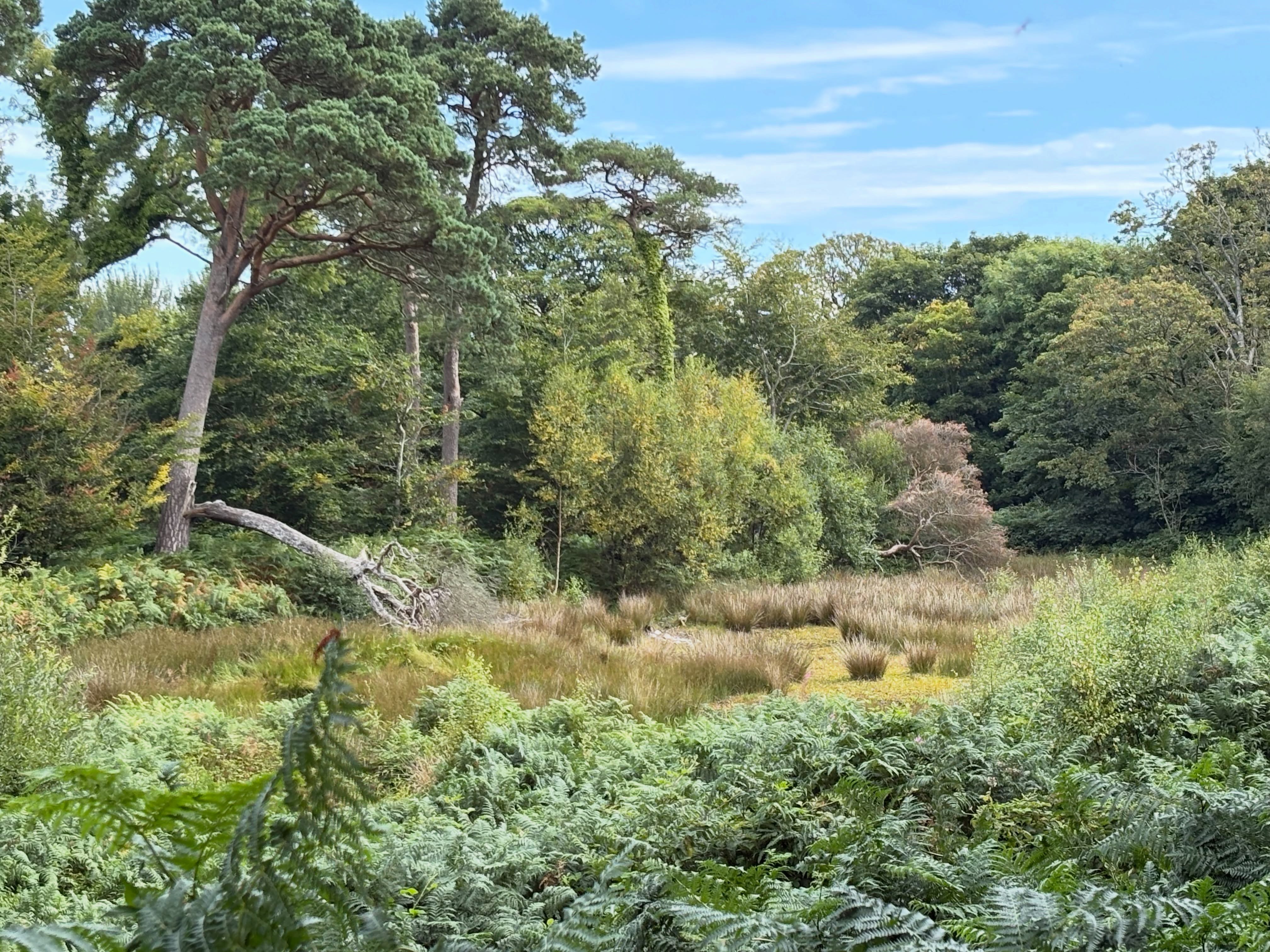 The Bog of Frogs 🐸
A Howth secret, known by locals, hidden from most. This overgrown, wild and beautiful area of Howth is home to one of the headlands most important breeding habitats.
By taking a Howth Adventure, you are contributing to our mission of preserving, protecting and enhancing habitats like these forever.
#ecotourism #regenerativetourism #howth #unesco #10YearsOfHowthAdventures