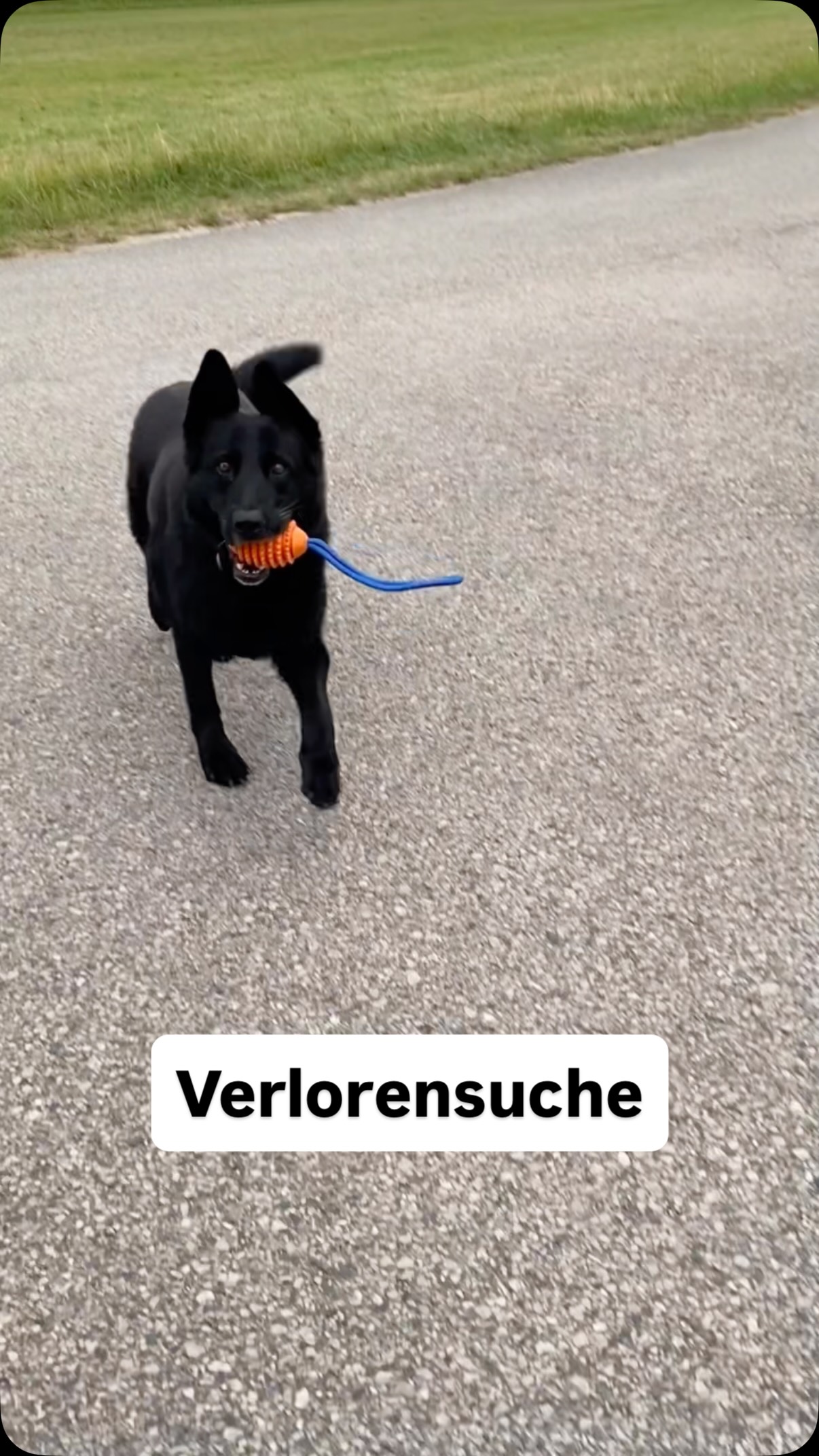 ⚽️Ballspielen ist für viele Hunde eine tolle Beschäftigung. Trotzdem lohnt es sich, genauer hinzuschauen, wie wir dieses Spiel gestalten.
Beim klassischen Ballwerfen startet der Hund häufig unmittelbar aus der Ruhe heraus, beschleunigt maximal und muss den Ball anschließend oft abrupt abbremsen oder in eine andere Richtung verfolgen. Gerade bei Hunden, die sehr stark auf das Spielzeug reagieren, entsteht dadurch eine hohe Dynamik.
Ich übe deshalb mit meiner Hündin, den Ball zunächst fliegen zu sehen, ohne sofort hinterherzustarten. Erst auf mein Signal soll sie loslaufen und den Ball suchen.
Damit verändere ich das Spiel nicht grundlegend, reduziere aber die Anzahl der unkontrollierten Vollgas-Starts und trainiere gleichzeitig Impulskontrolle.
Das bedeutet nicht, dass Hunde nicht rennen oder schnell laufen dürfen.
Es geht vielmehr darum, Beschäftigung bewusst zu gestalten und unnötige Belastung zu vermeiden.
#Hundetraining #Hundegesundheit #Impulskontrolle #Hundebeschäftigung #hundewissen