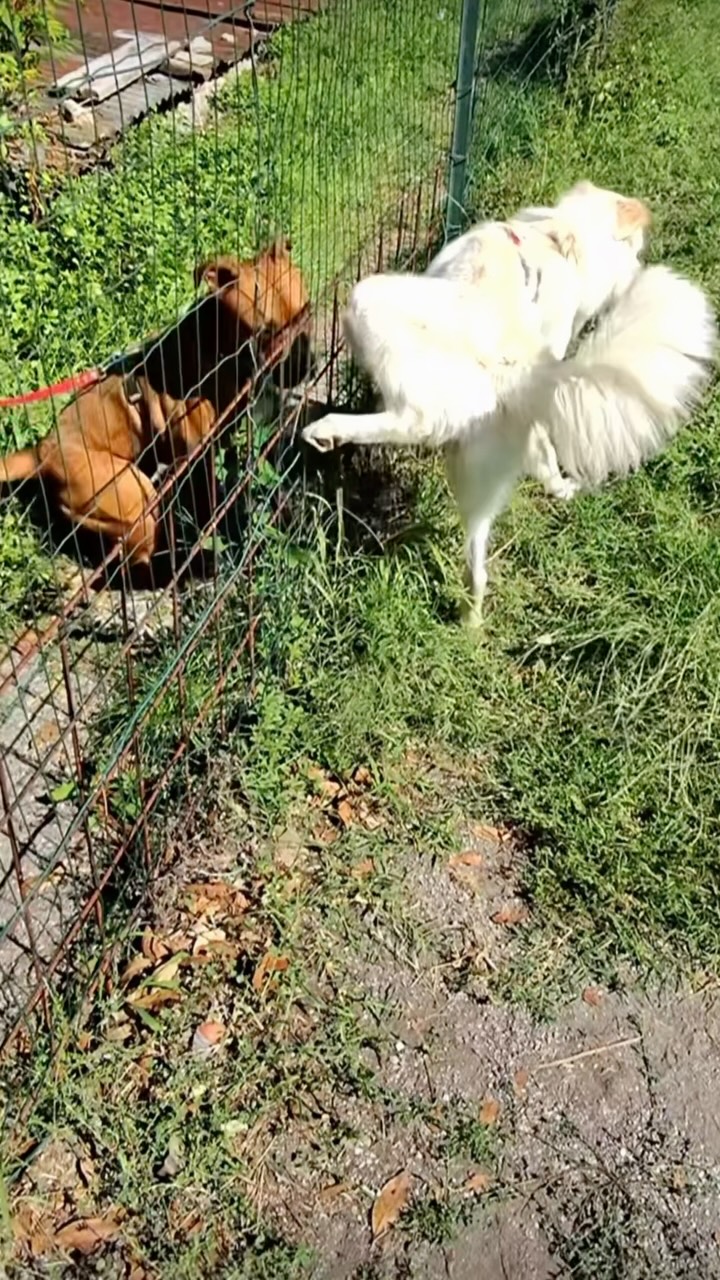 Domenica scorsa, attraverso i miei occhi (anzi, i miei occhiali), vi porto dentro una Classe di Socializzazione® 🐕🎥
Alcuni dei protagonisti, le loro interazioni, le scoperte e quei momenti che rendono ogni classe un’esperienza unica.
Perché socializzare non significa semplicemente stare insieme, ma imparare a conoscersi, comunicare e costruire relazioni più consapevoli.
📅 Prossimo appuntamento: 11 ottobre!
Vuoi approfondire il mio approccio e scoprire cosa significa davvero accompagnare un cane verso una vita felice? Trovi tanti spunti nel mio libro Un cane felice 📖❤️
#classedisocializzazione #educazionecinofila #linguaggiocanino #relazionecane #vitadacani