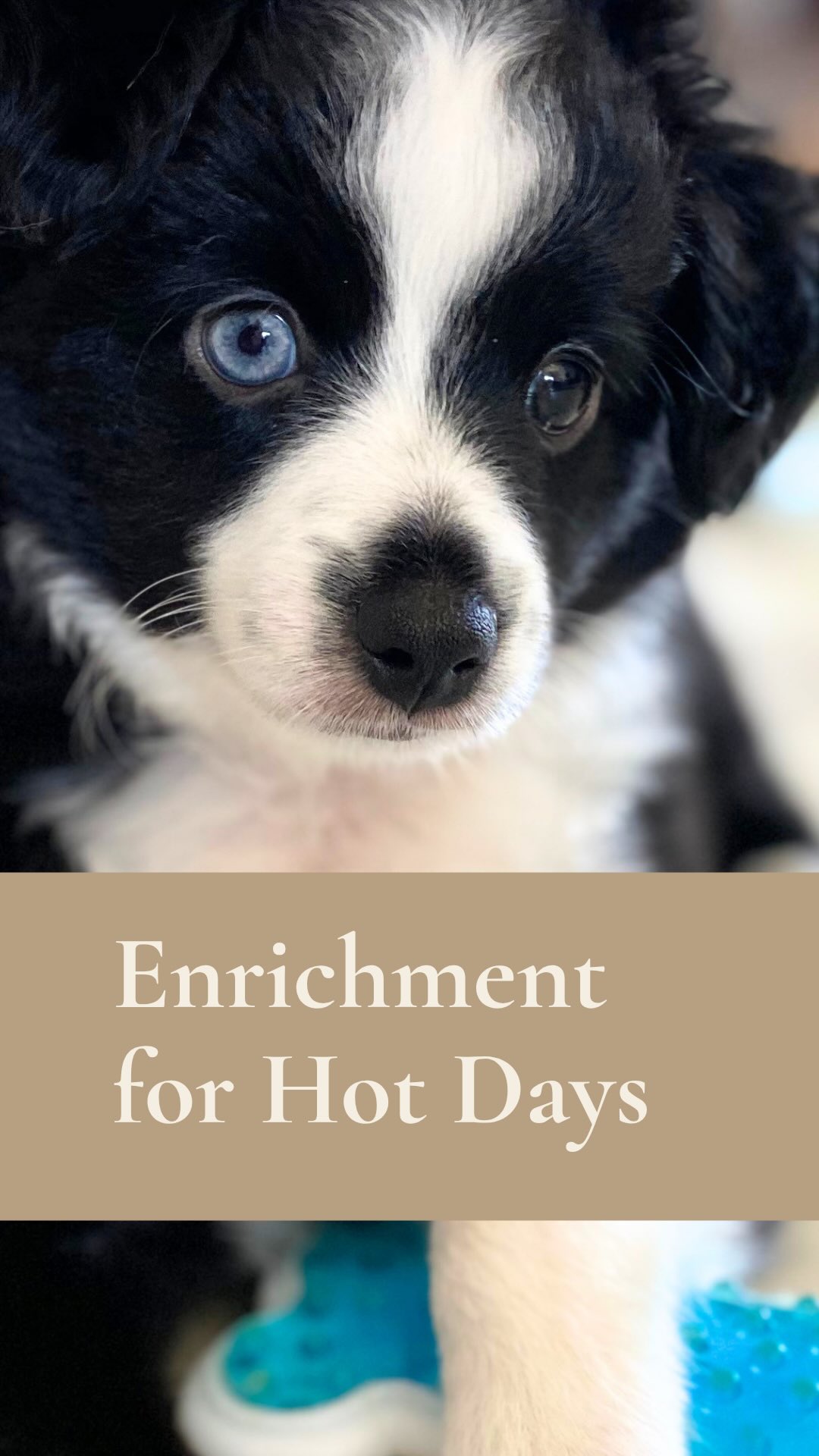 ☀️ Too hot for a long walk? Your Mini Aussie’s brain still wants a job.
The good news? If you’re like me, your Amazon boxes are piling up and you can use them to your aussies advantage !!!
Just a few minutes of sniffing and problem-solving can go a long way.
🧠 Hide treats around the house
👃 Scatter kibble in the grass
📦 Turn an Amazon box into a treasure hunt
🥚 Muffin tin + tennis ball puzzle
📰 Snuffle box with crumpled paper
🧺 Roll treats in a towel
♻️ Reuse an empty water bottle for a simple treat puzzle (cap, ring, and label removed)
Mental exercise doesn’t just tire your dog out—it builds confidence, focus, and teaches them to use that amazing Aussie brain.
Less overheating. More brain games. ❤️🐾
#MiniAussie #DogEnrichment #BrainGamesForDogs #sunsethillminiaussies