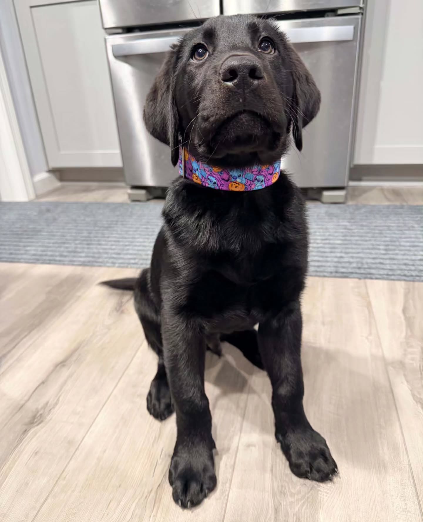 Look at this cutie! 😍 Ledger, adorable little labby boy!