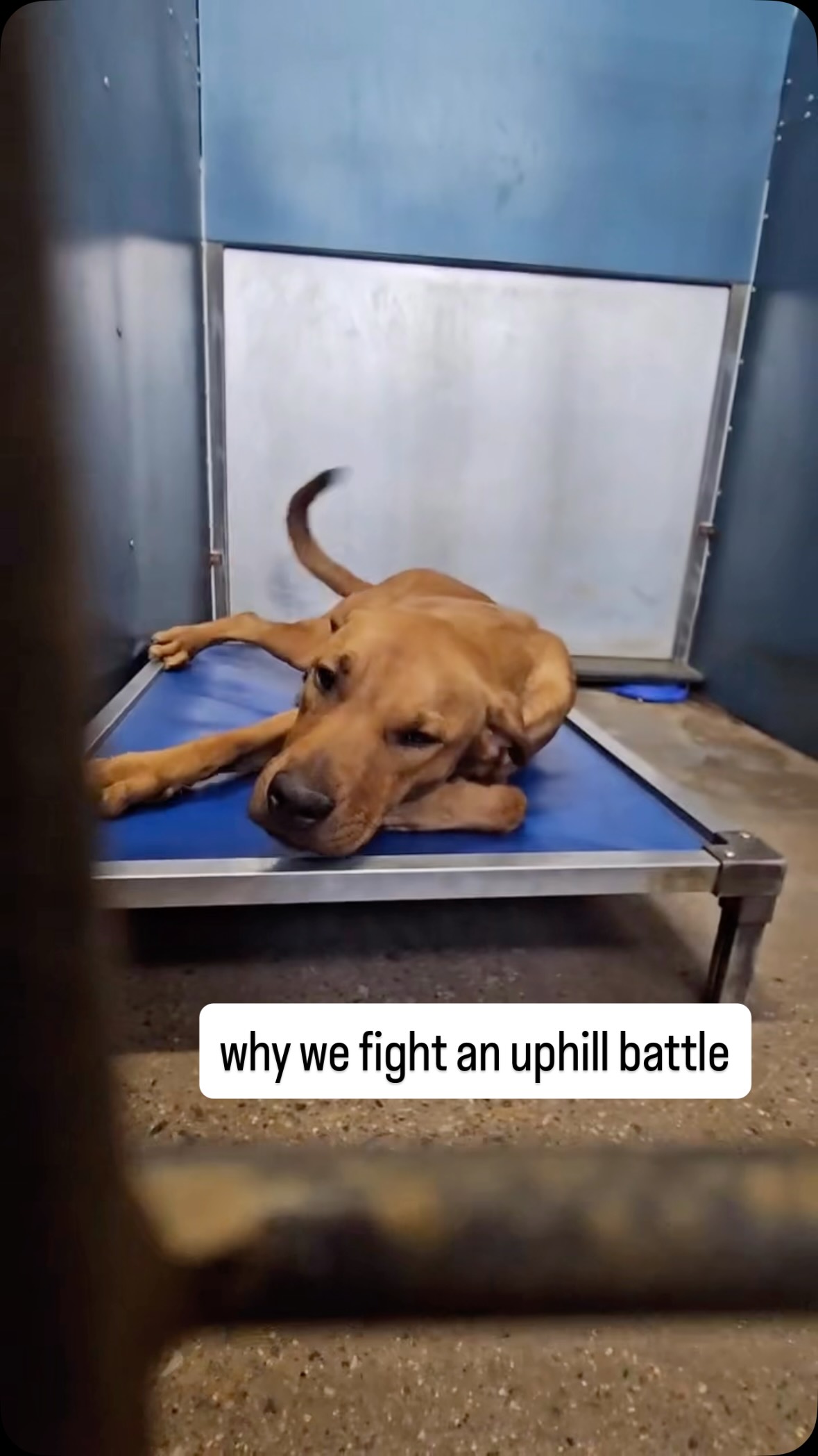 Moments like this remind us why we started Cowtown Friends. For dogs who have lost their homes and families but somehow remain hopeful. The tail wags. The trust. The ability to keep believing in the good when they’ve been dealt the worst. We can learn so much from a shelter pet.
We appreciate every single person who donates to us. Who believes in our mission. Who supports the staff and volunteers caring for these animals every day. And most importantly, who makes it possible for us to keep showing these animals that there is still so much good waiting for them.
The @fortworthacc shelter animals thank you 🧡
💙 DONATE ANYTIME through our website — link in our bio!
#adoptdontshop #fortworth #ntxgivingday #shelterdog #northtexasgivingday