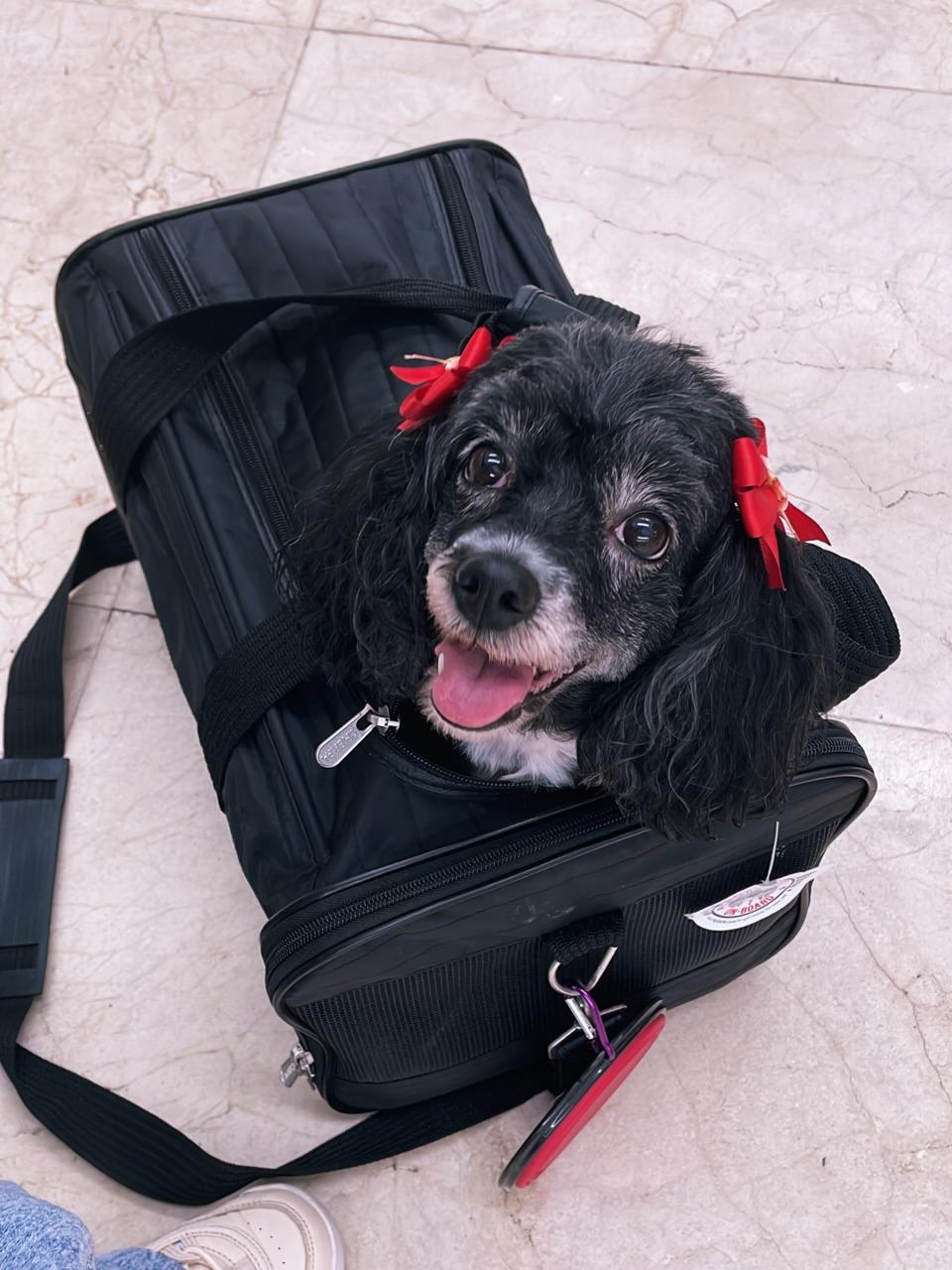 Querida Dolly 💖
Hermosa por dentro y por fuera, eres luz, alegría y amor. Que tu vida esté llena de momentos felices, olores inolvidables y paisajes maravillosos 🐶💜
#amor #mascota #perritos #apoyo