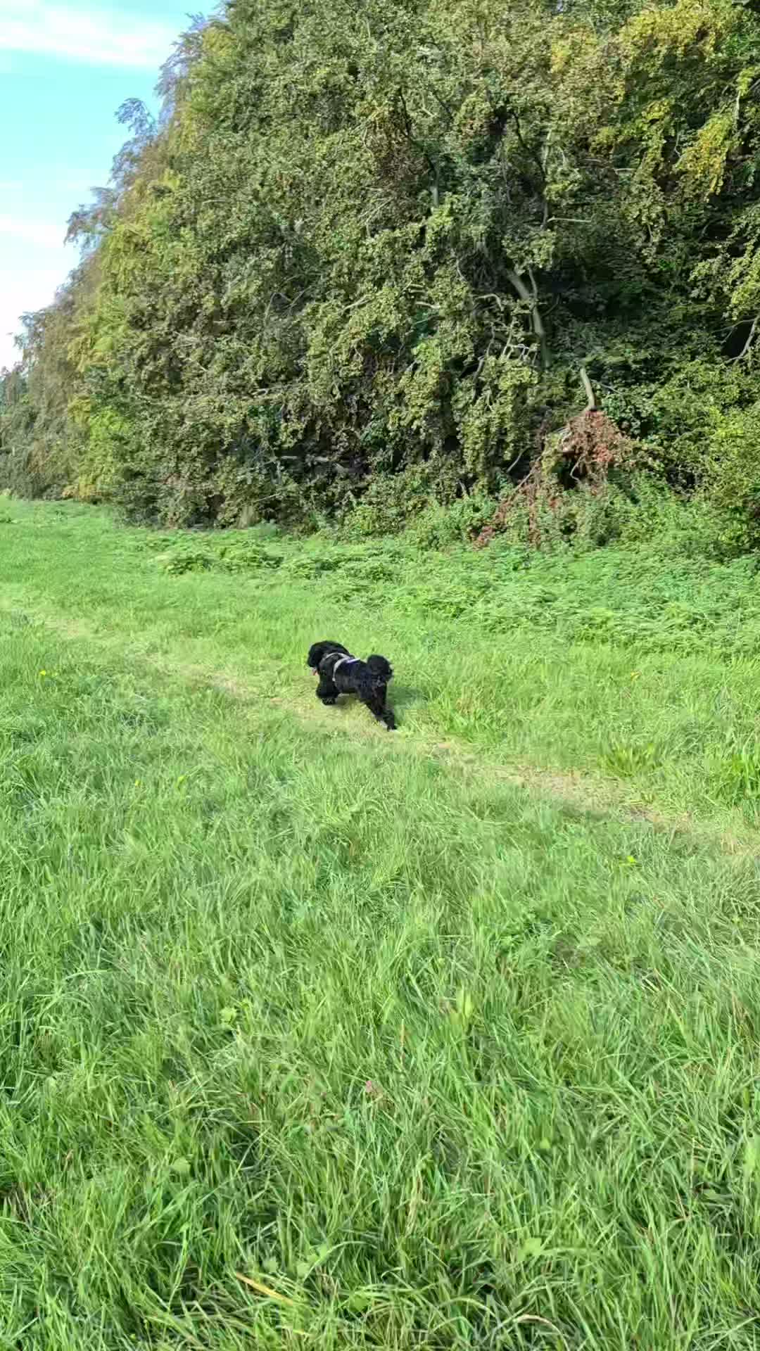 Weer een fijne ochtend wandeling met πΆ Dirk, Link, Ollie, Chester, Storm en Charley