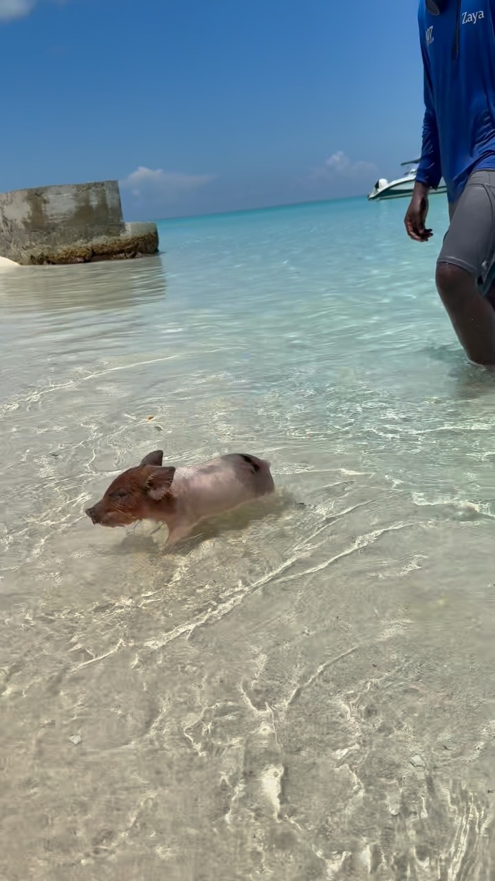 Swimming Through September like 🐷❤️🏊🏽
#swimmingpigsbahamas #swimmingpigsroseisland #oasisocean7beachclub #bahamas