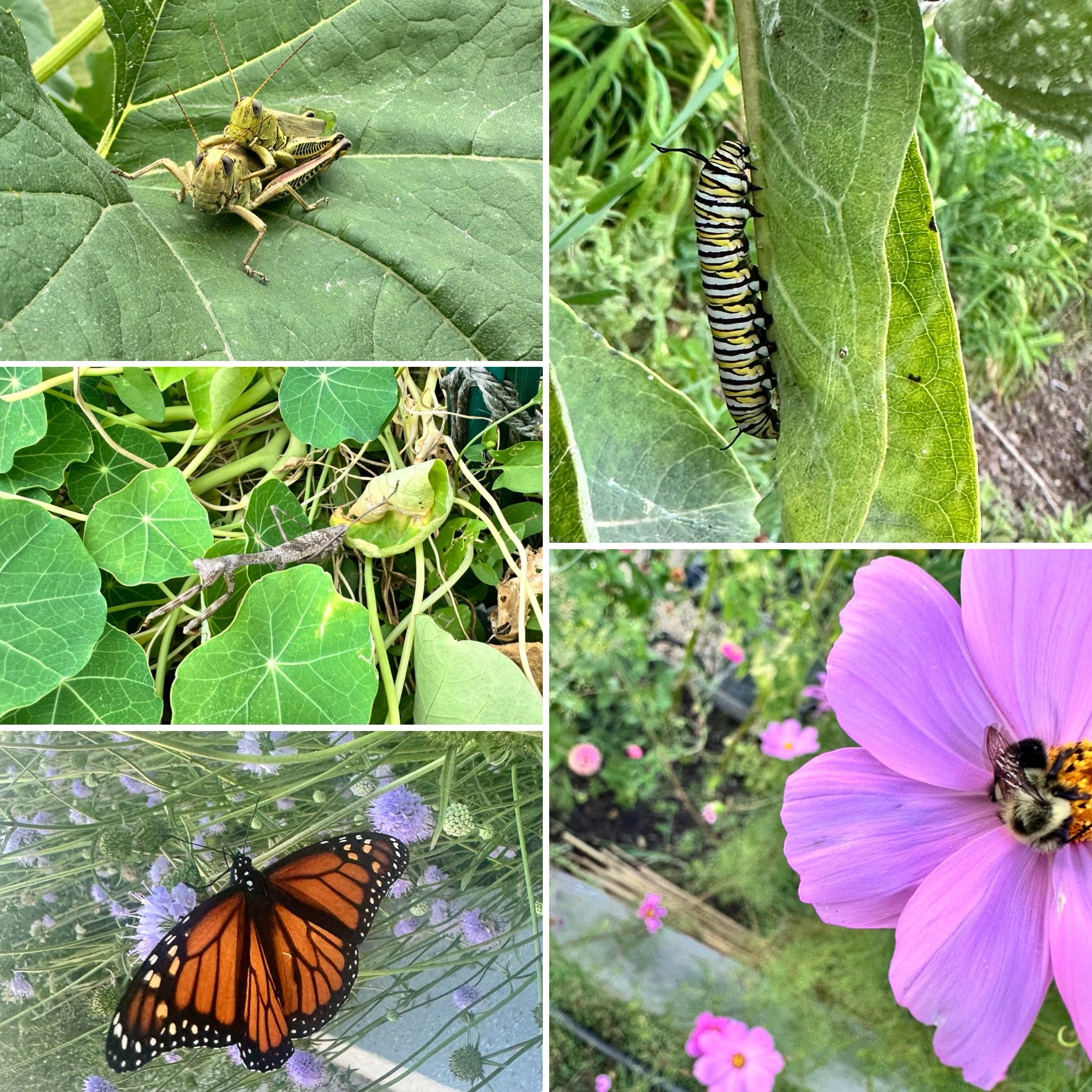 5 things seen at the garden:
Grasshoppers,praying mantis, bees, monarch and monarch caterpillar. 4 things smelled at the garden: basil, dill, tomatoes, marigolds. 3 things tasted at the garden: mint, peppers, chives. 2 things felt at the garden: sun on your skin, wood ships under your feet. One thing heard at the garden: the starlings…hundreds of them