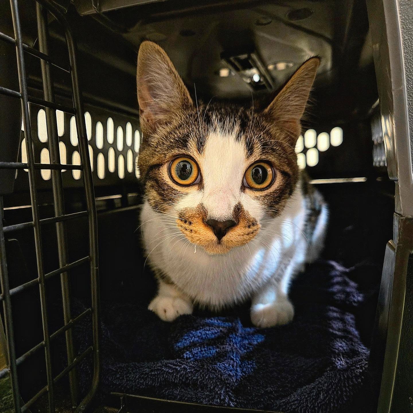 🐱🤍🤎 Momi is back… and the exam room needs exploring! 😂🔍
Our adorable white-and-brown Domestic Shorthair kitten, Momi, returned today for his recheck one month after being neutered. 🩺🐾✨
The moment he came out of his carrier, Momi was ready for an adventure! 🐱💨 He immediately started exploring the checkup room, sniffing around and checking out every little corner. 👀🐾
His post-neuter recheck turned into a full-on kitten inspection mission! 😂🤎
💬 What would your cat explore first in a new room? 👀🐱👇
#domesticshorthair #kittenlife #vancouvercats #kittenlovers #pacificpetclinic