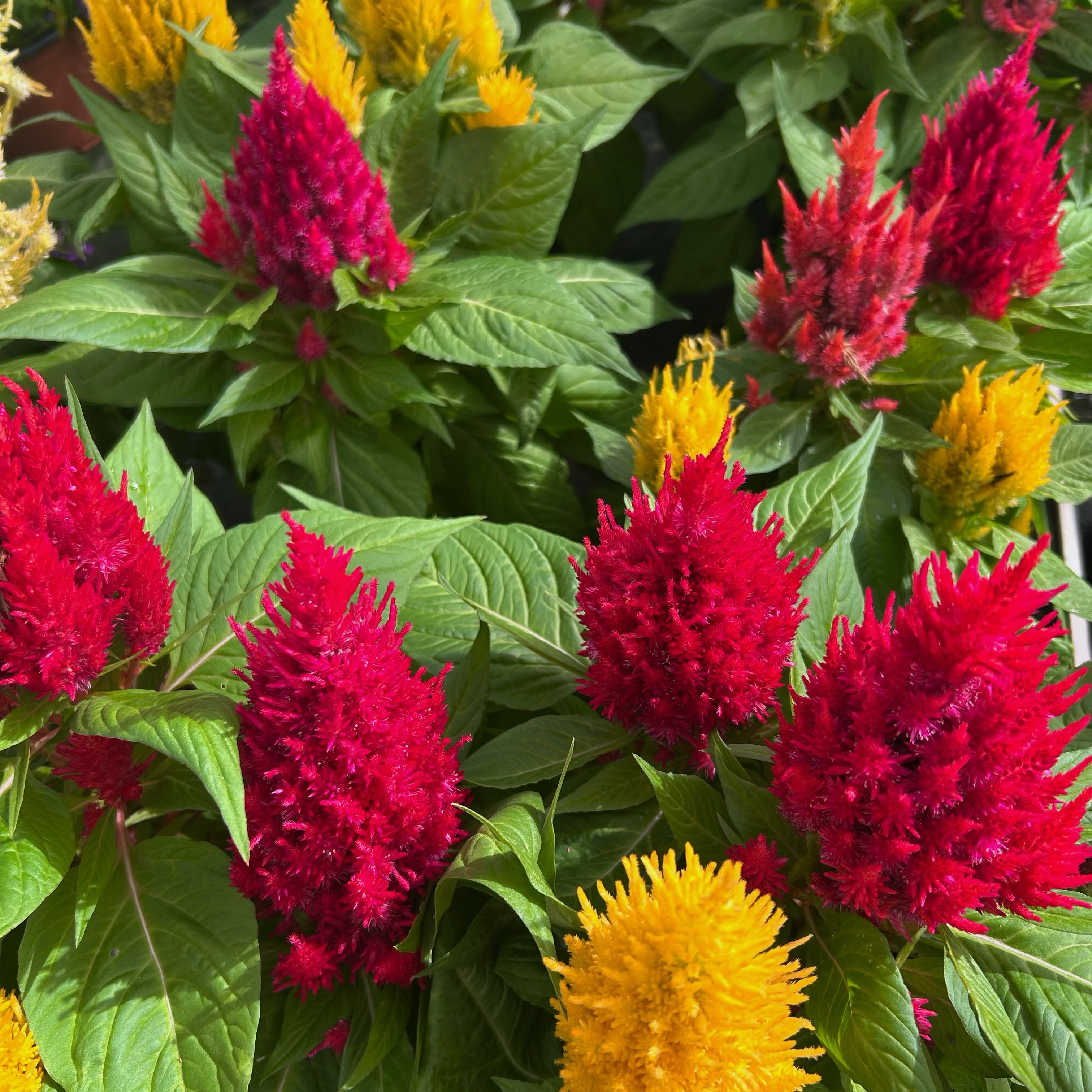 The seasons may be shifting but the color is still going strong!