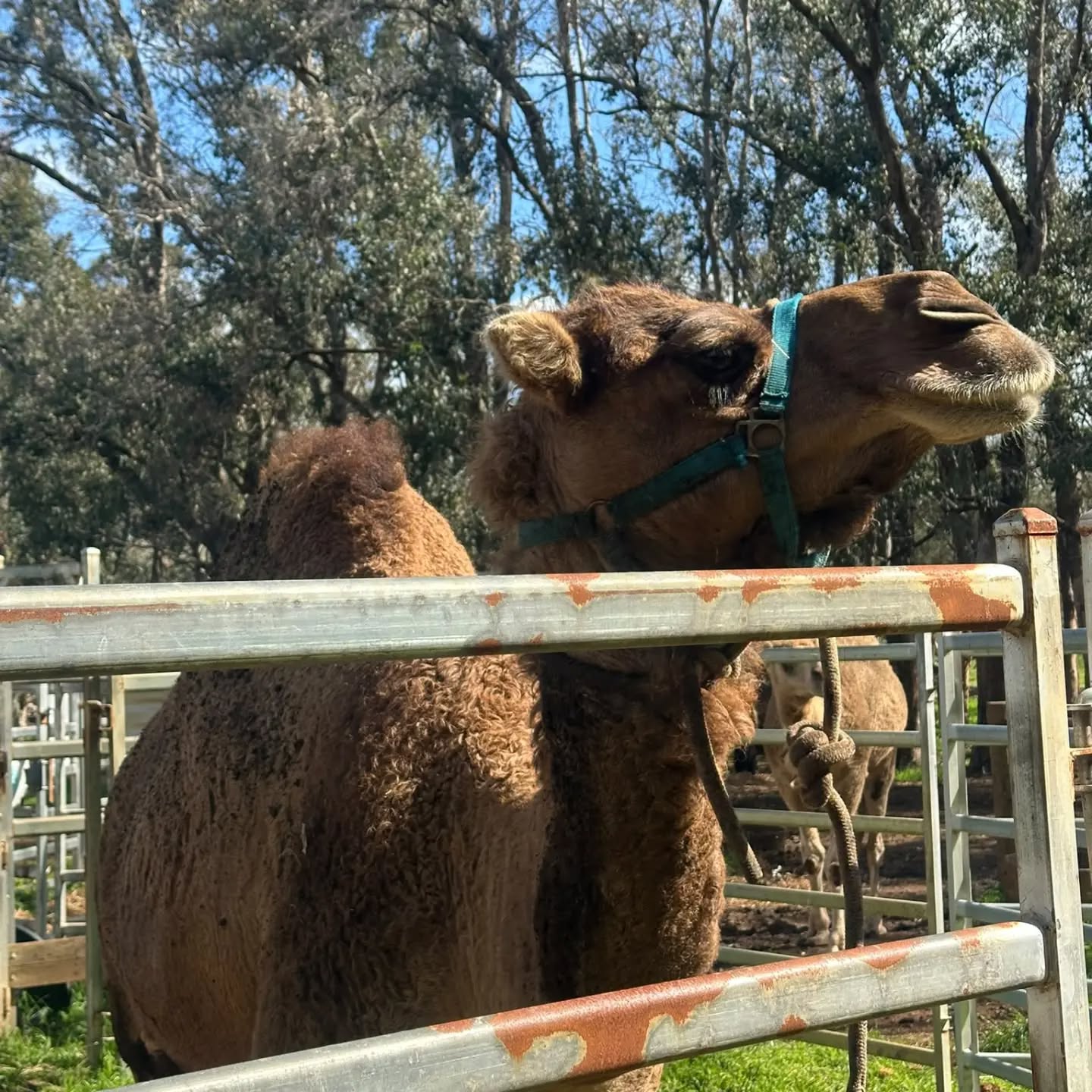 Never a dull moment on tour with WINE FOR DUDES 🪩🐫🥂
#winelover #winetour #margaretriverregion #margaretriverwine #margaretriverwinetour