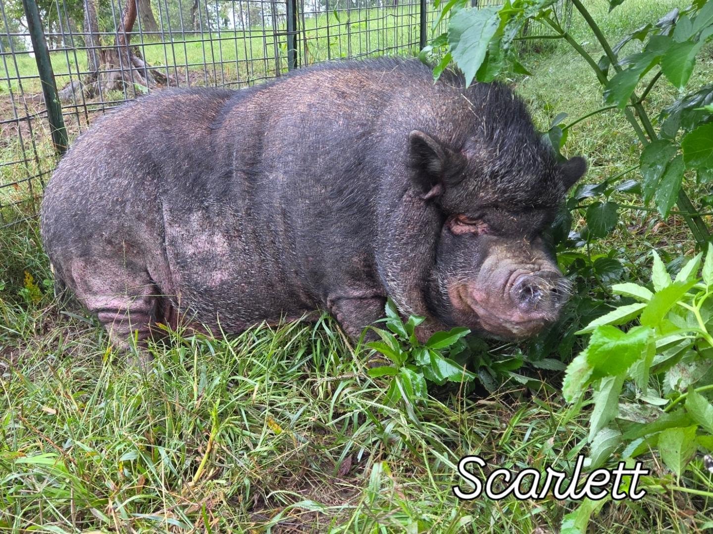 A rare sighting... it's Scarlett!
She is one of our resident pigs at the rescue and one the very first adopted from us back in 2018. She was unfortunately bounced around a few homes before ending back with us last year after she developed severe arthritis and large skin abscesses. We manage her mobility issues with a few daily medications and supplements plus a monthly Adequan shot.
Scarlett seems happy enough. We do have to encourage her to go out into the grass!
#animalrescue #specialneedspet #disabled #pigsofinstagram #piggy