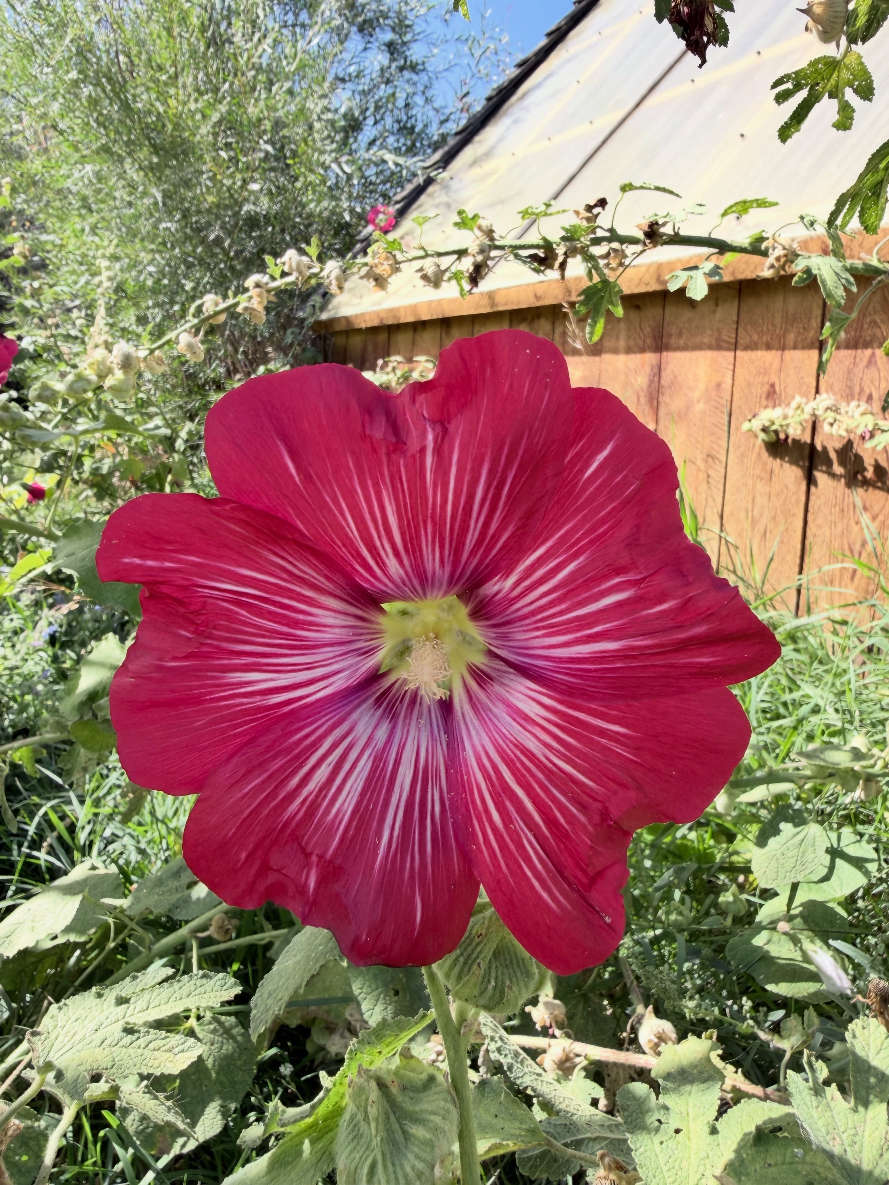 Flowers of the Garden, can you name them all?