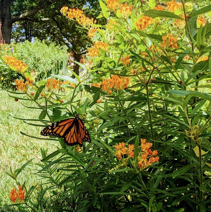 Native plants make a low-drama, resilient garden that supports pollinators and needs less fuss - one simple swap can bring season‑long color and wildlife to your yard. 🌼🪴🐝🌿
Read my guide to get started and try a few beginner‑friendly picks we recommend on my website.