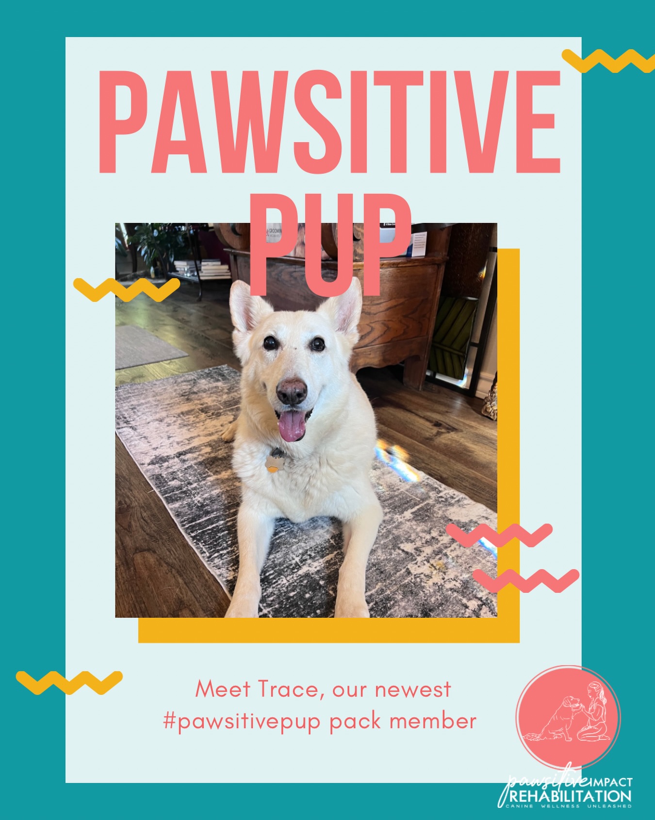 Meet Trace, our newest #PawsitivePup pack member! 🐾💙
This handsome guy is starting canine rehabilitation with us to help manage arthritis and low back pain. We’re excited to help Trace stay strong, comfortable, and moving his best — and seriously, how handsome is that face?! 😍🐶
Welcome to the pack, Trace! 💪✨
