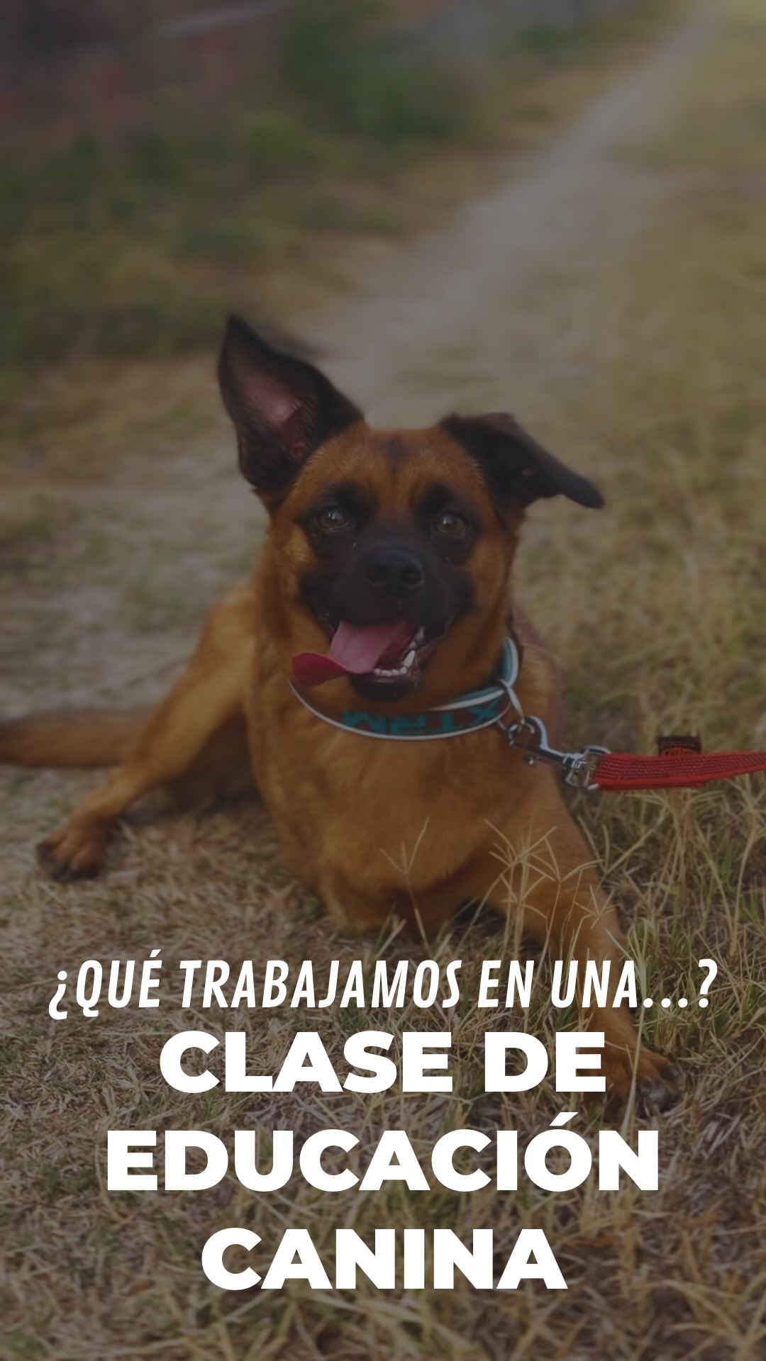 Sesión de trabajo con Lluna 🐕
Practicamos todas las situaciones del día a día: salidas del portal, cruces con personas, presencia de otros perros y la calma en la terraza.
Pautas explicadas y deberes puestos para casa.
¡A seguir progresando! 🔥
👇 Cuéntanos por aquí: ¿qué situación se te hace más difícil a ti durante el paseo?
~
#dogtraining #educacioncanina #modificaciondeconducta #perrosfelices #maresme
