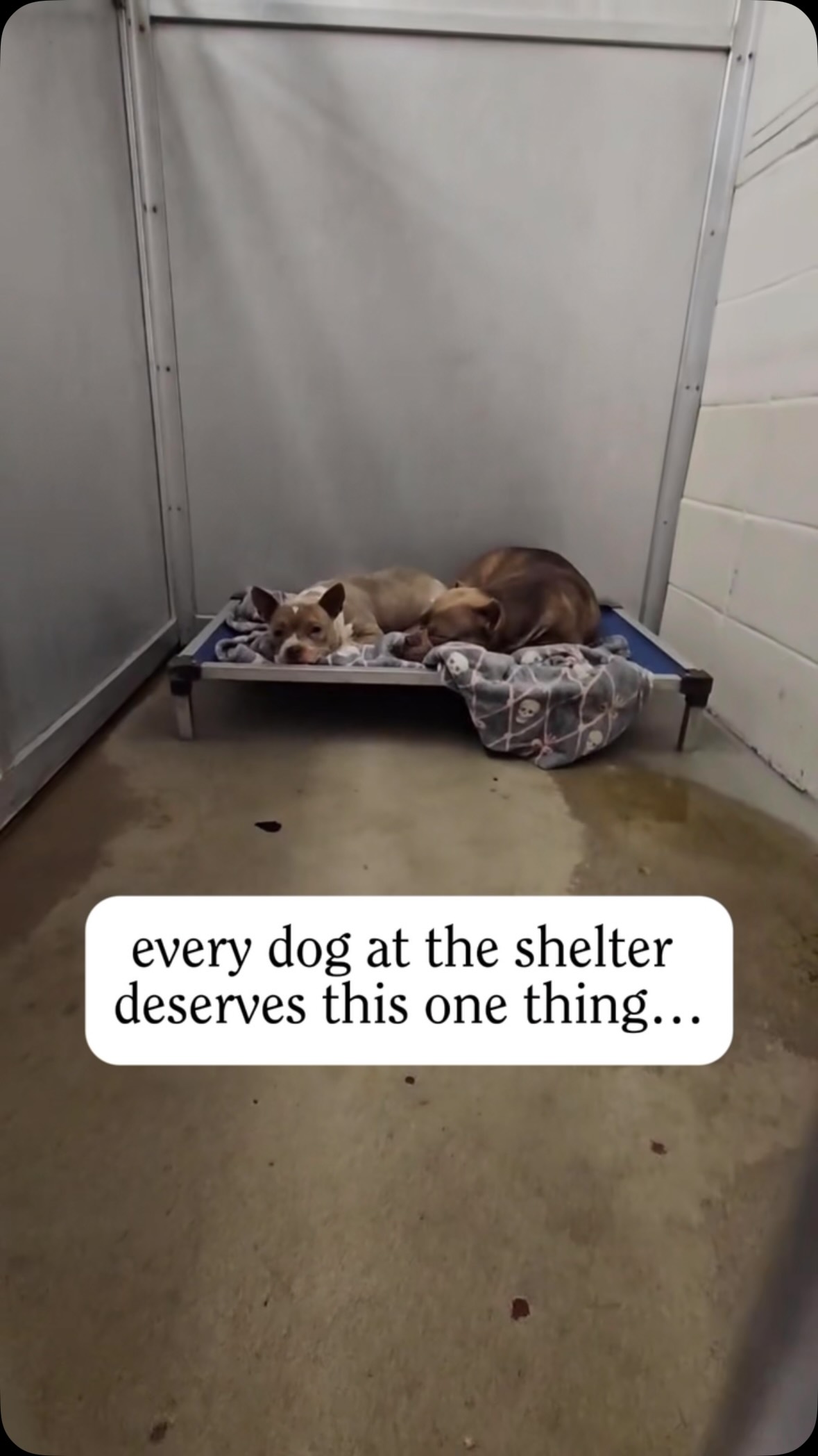 Our goal is to purchase a raised bed for every single kennel at @fortworthacc ‘s Silcox and Henry Animal Campus.
We’ve wanted to replenish and replace the broken beds for a long time, but simply haven’t had the funds. Now, we have the chance to change that. Every dog that walks through the shelter doors deserves a soft place to rest while they wait for someone to take them home. Help us make sure they have one.
💙 DONATE ANYTIME through our website — link in our bio!
The shelter animals thank you 🧡
#adoptdontshop #fortworth #ntxgivingday #shelterdog #northtexasgivingday
