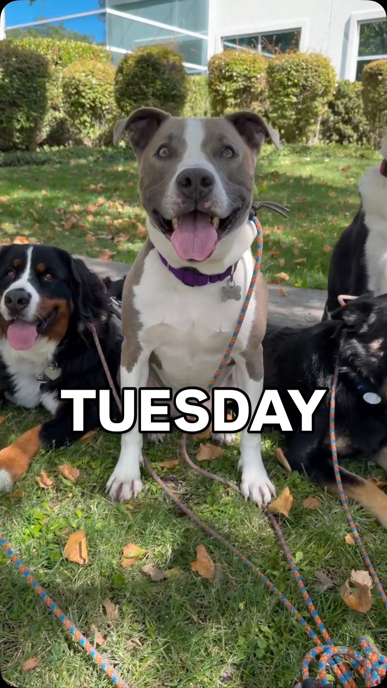 Tongues out Tuesday!
•
#packwalk #dogwalker #doglife #weloveyourdogs #woofwoof
(I somehow erased all of last week and Mondays pack photos / videos from my phone :( sorry everyone! Starting with Tuesday this week )