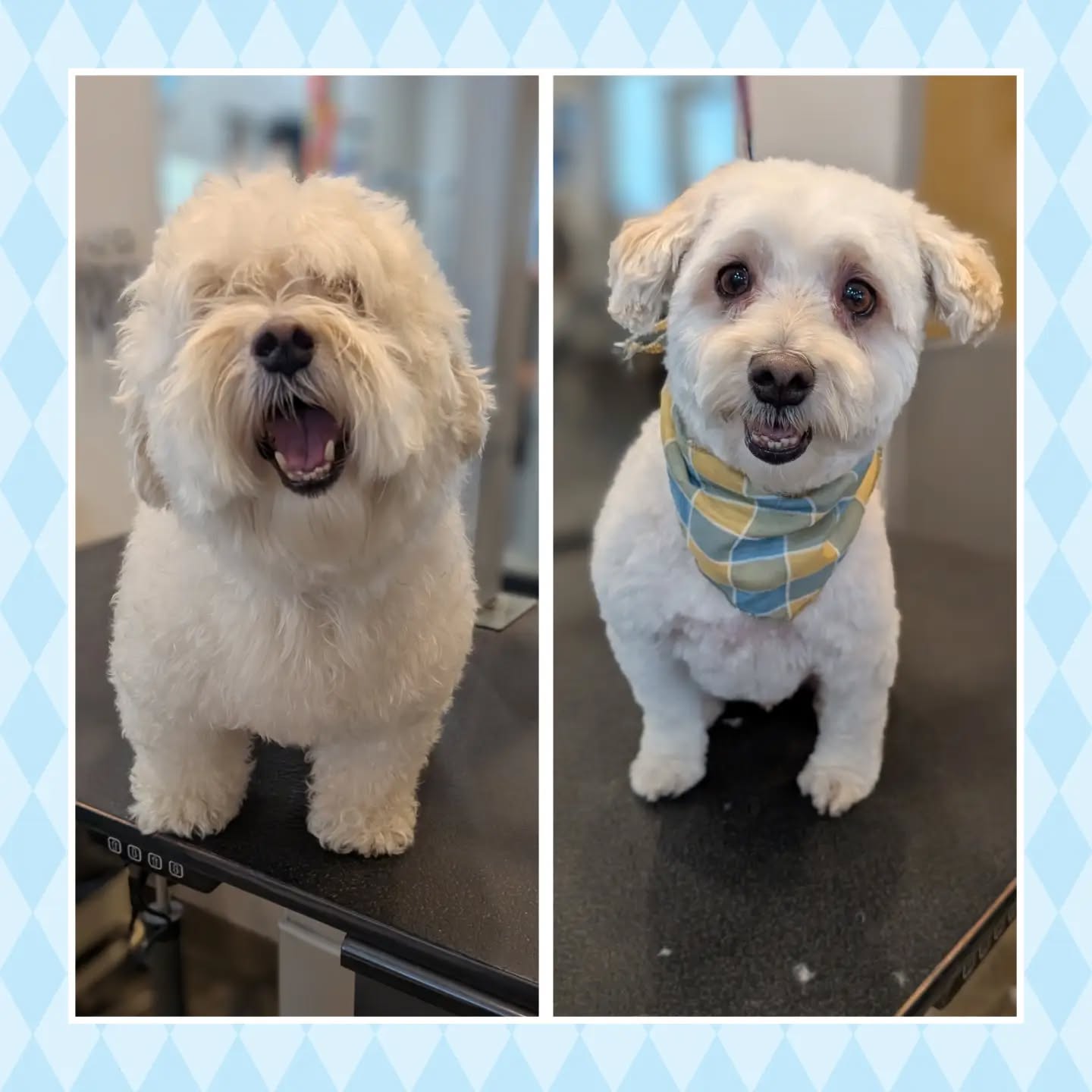 Welcome Archie to @yellowdogancaster