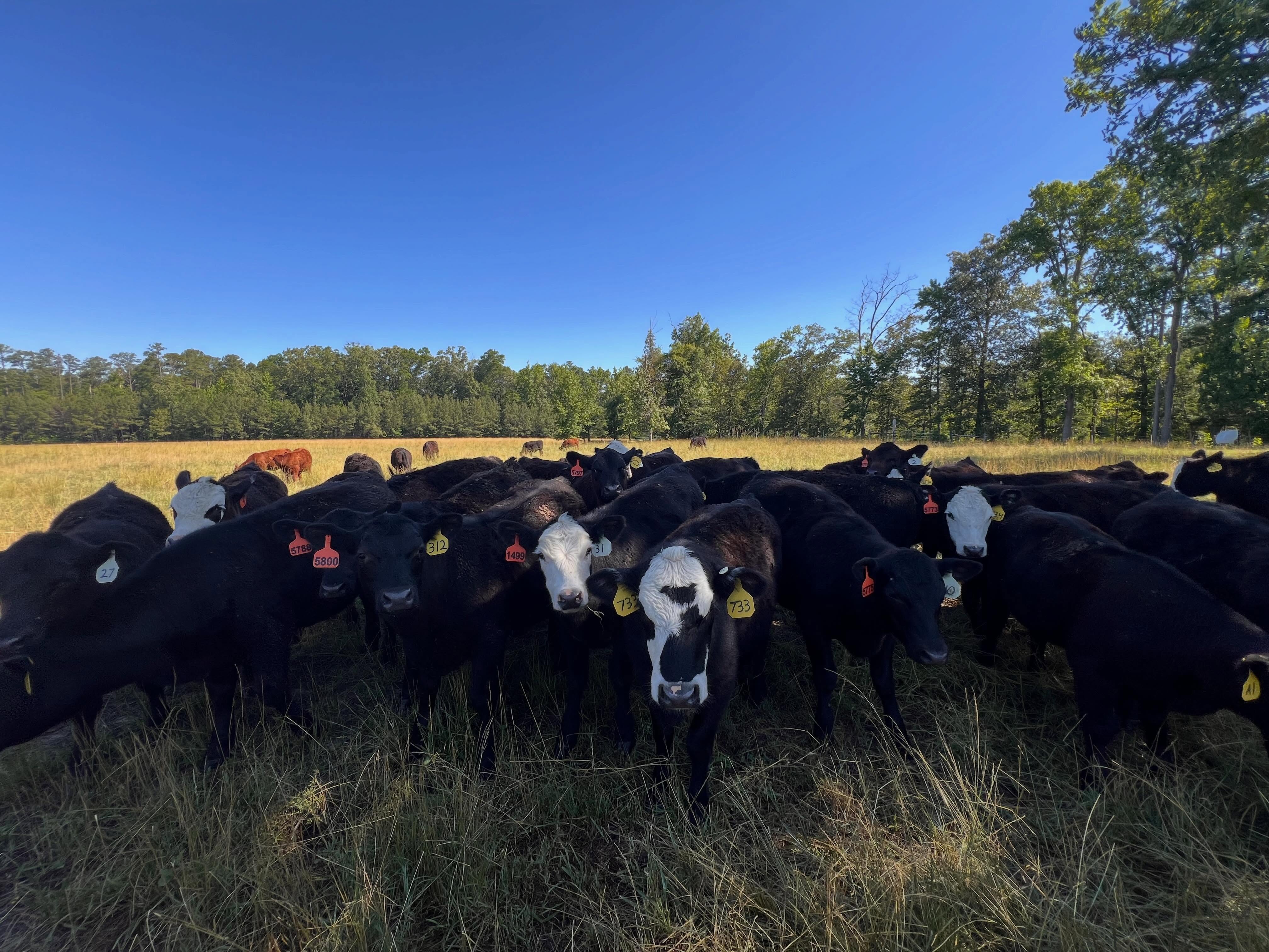 Morning moo’s! #monroviafarm #localbeef #virginiacenturyfarm