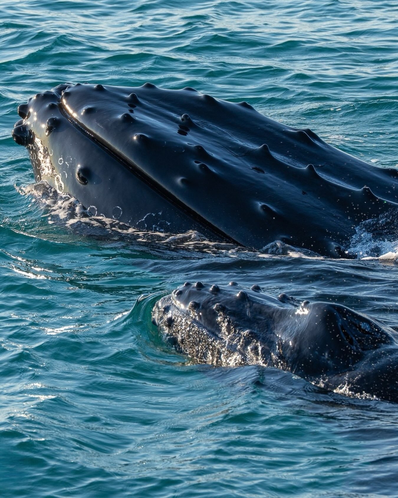 A mother’s instinct looks pretty familiar, even out here in the big blue. 🤍🐋
Keeping close. Guiding. Protecting. Nurturing.
Some things really are universal.
Beautiful photo by @robsarginsonphoto onboard our Sunset Whale Watching tour!
#sunsetwhalewatching #exmouth #ningalooreef #sunset #humpbackwhales