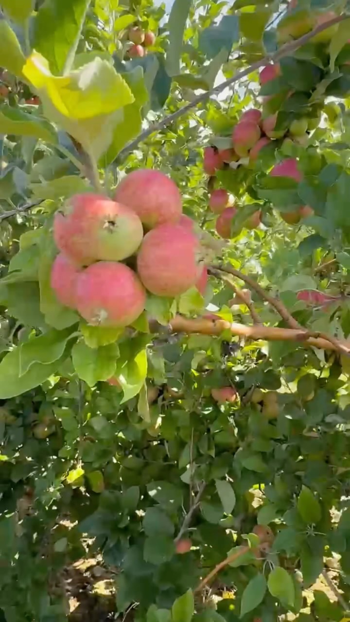 Harvest Days starts Saturday and we are going all in.
Sat Sep 19 at the taproom:
Cider donuts from @queendonuthouston
Live music with @bayoucitygroove from 5 to 8
Harvest Spice pouring all day
Bring the people you like. Save this one so you do not forget the donuts.
Saturday, Sep 19 · City Orchard taproom 🍎