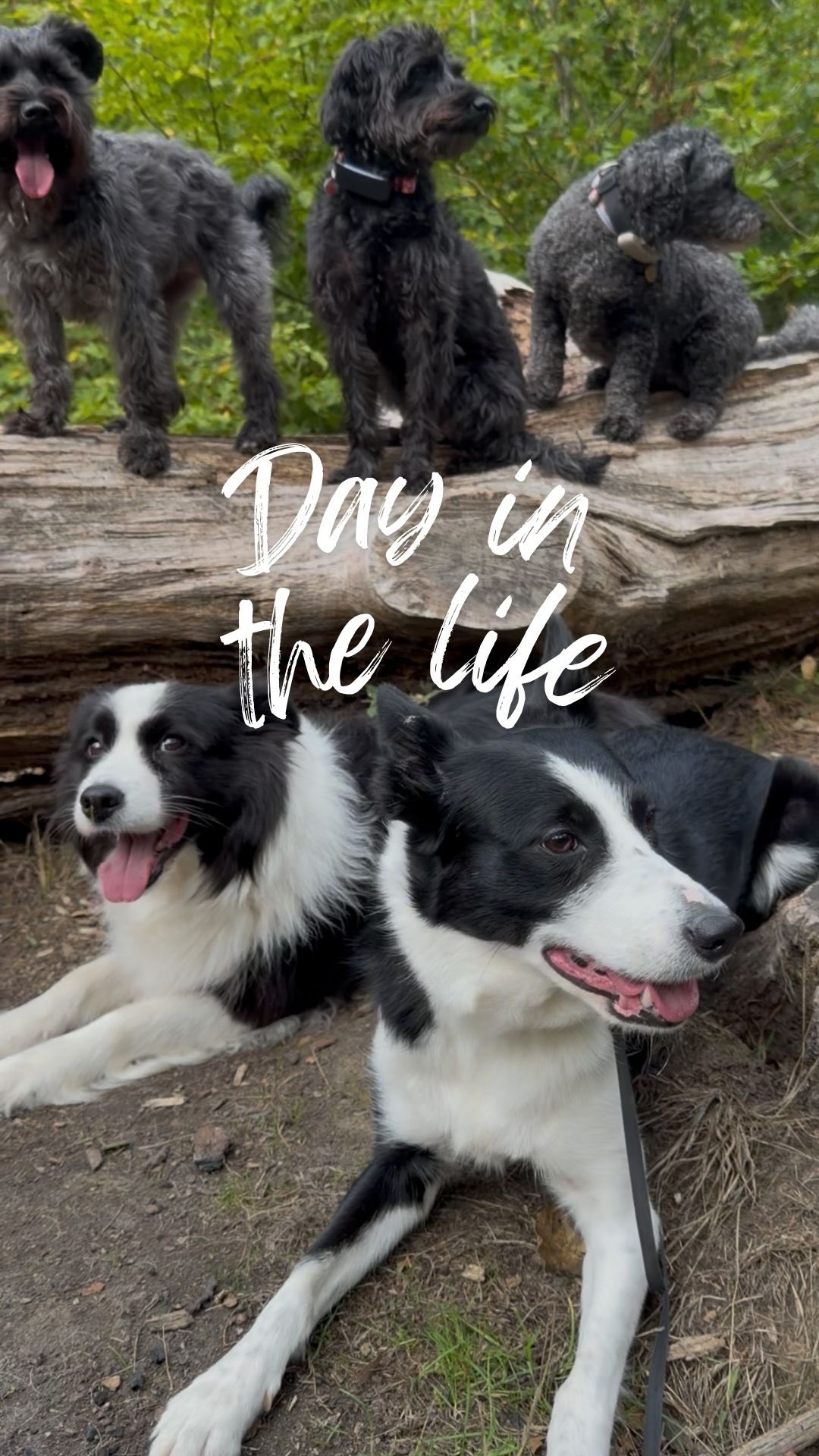 POV: come along for a little snippet of my day 🐾☕️ From wagging tails and happy pups, here’s what a day in my life really looks like! (whilst the sun lasts anyway)
#Dogsofinstagram #doglover #dogs #dogwalker #essexdogwalker