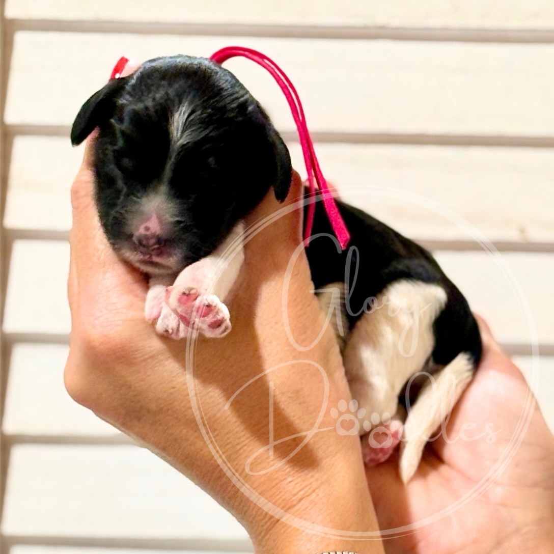 Introducing Grace + Bernie’s Mini/Moyen Multi Gen Bernedoodles! We still haven’t come up with a theme yet…so we’re taking suggestions! 7 boys and 3 girls — this is the most boys we’ve ever had in one litter. Every single puppy in this litter is tri colored and two of the girls are tri colored parti (more white than black) 🩷
Everyone is doing great! Mama Grace is such a good mama, rotating the puppies around to ensure everyone gets enough of the good stuff! I’m constantly impressed with her vigor!
We have spots available on this wait list! And if you take advantage of our advanced training program, you can bring your new furry family member home the week of Christmas! 🎄 We already have one family doing this, so it would be great to have a few others as well! Visit our website or contact us for more info!
#bernedoodlepuppy #bernedoodle #newpuppy #christmaspuppy