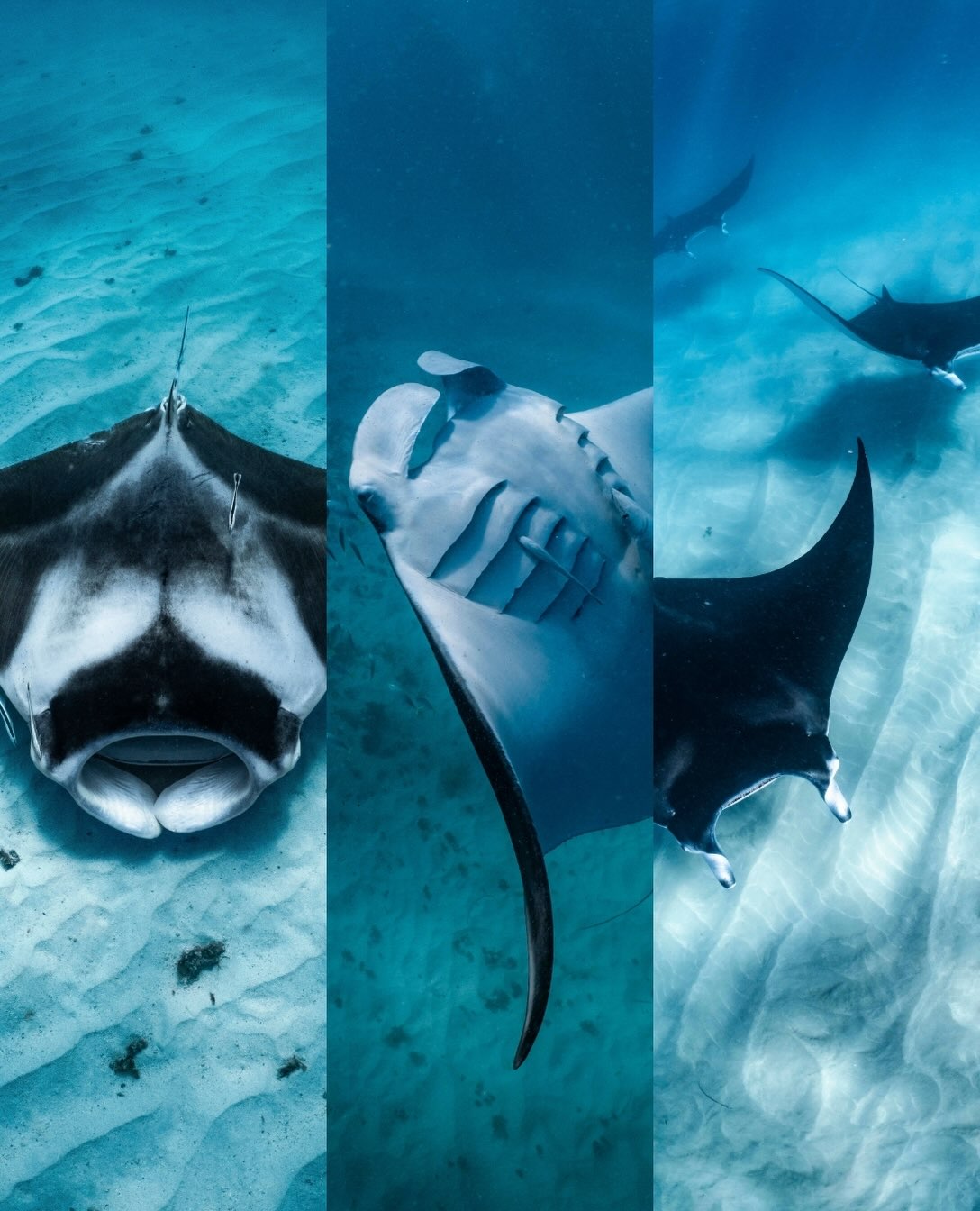 Happy World Manta Day 💙
Manta rays are a huge part of what makes Ningaloo so special, and they’ve always held a pretty special place in what we do.
In fact, our love for these incredible animals was one of the reasons we started Coral Bay Exclusive in the first place. We wanted to share the magic of meeting them with people from all over the world, while helping them understand just how important these animals and their home are.
But sharing these encounters comes with a responsibility.
Every time we take someone into the water with a manta, we have the opportunity to create a little more appreciation, understanding and respect for these incredible animals.
Their protection isn’t something one person, one business or one organisation can achieve alone. It comes from all of us who love the ocean doing our part, from responsible interactions and sharing knowledge, to supporting research and protecting the places they call home.
We feel incredibly lucky to spend so much time around these beautiful animals, and even luckier to be able to introduce others to them.
Happy World Manta Day to the animals that inspired so much of what we do. 🖤
Explore the Ningaloo Manta Project:
https://ningaloomantas.org
#WorldMantaDay #NingalooReef #MantaRay #CoralBay #CoralBayExclusive OceanEcoAdventures