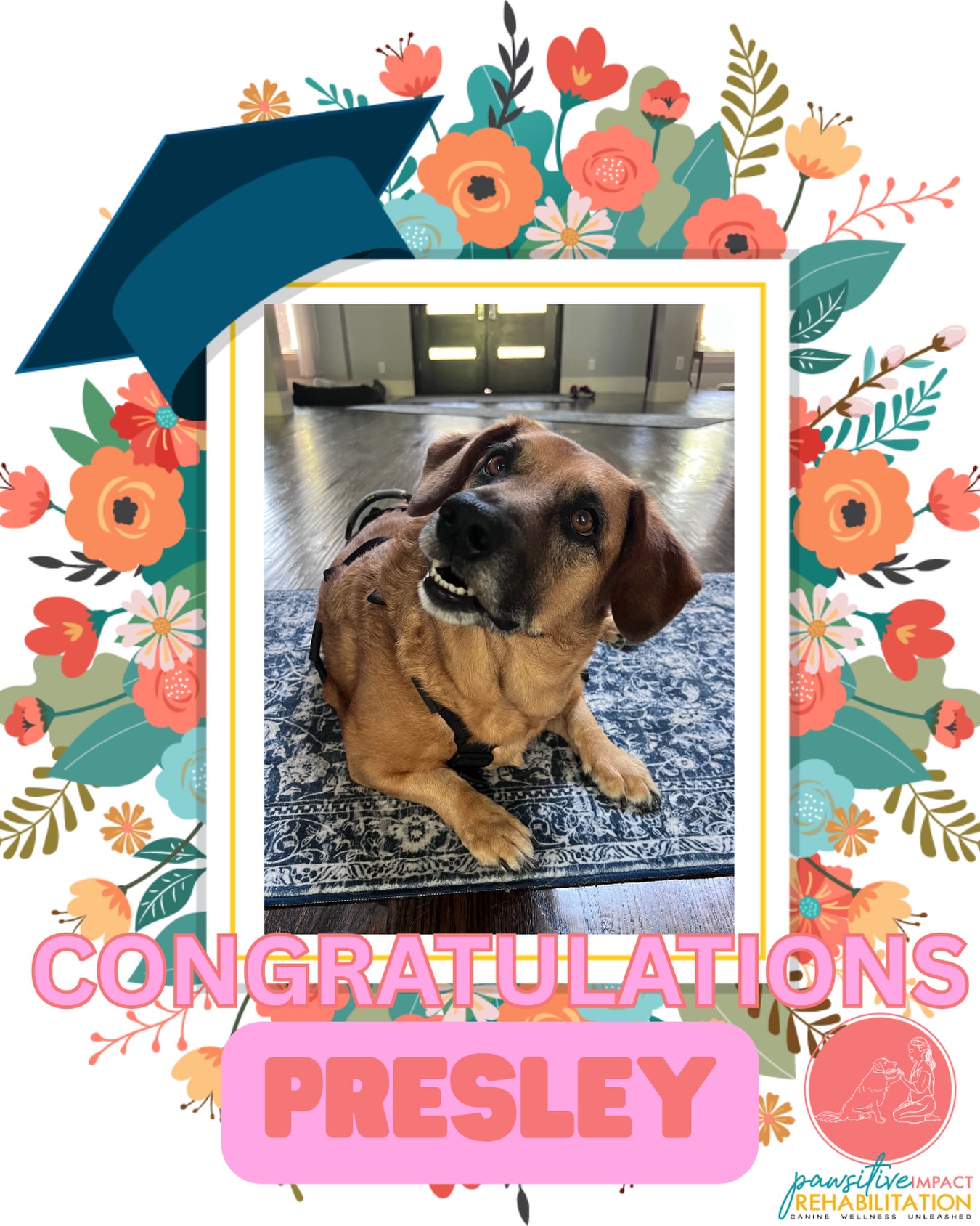 🎓🐾 Presley is graduating! 🎉💕
Presley came to us following an FCE (fibrocartilaginous embolism) — a sudden spinal cord injury caused by a blockage of blood flow to part of the spinal cord, which can lead to weakness or difficulty walking. Now this girl is movin’ and groovin’ again! 💃🐶 She has worked so hard, made amazing progress, and of course, kept that impressive head tilt looking fabulous through it all. 😂💗
We’re so proud of you, Presley! Keep on groovin’! ✨🐾