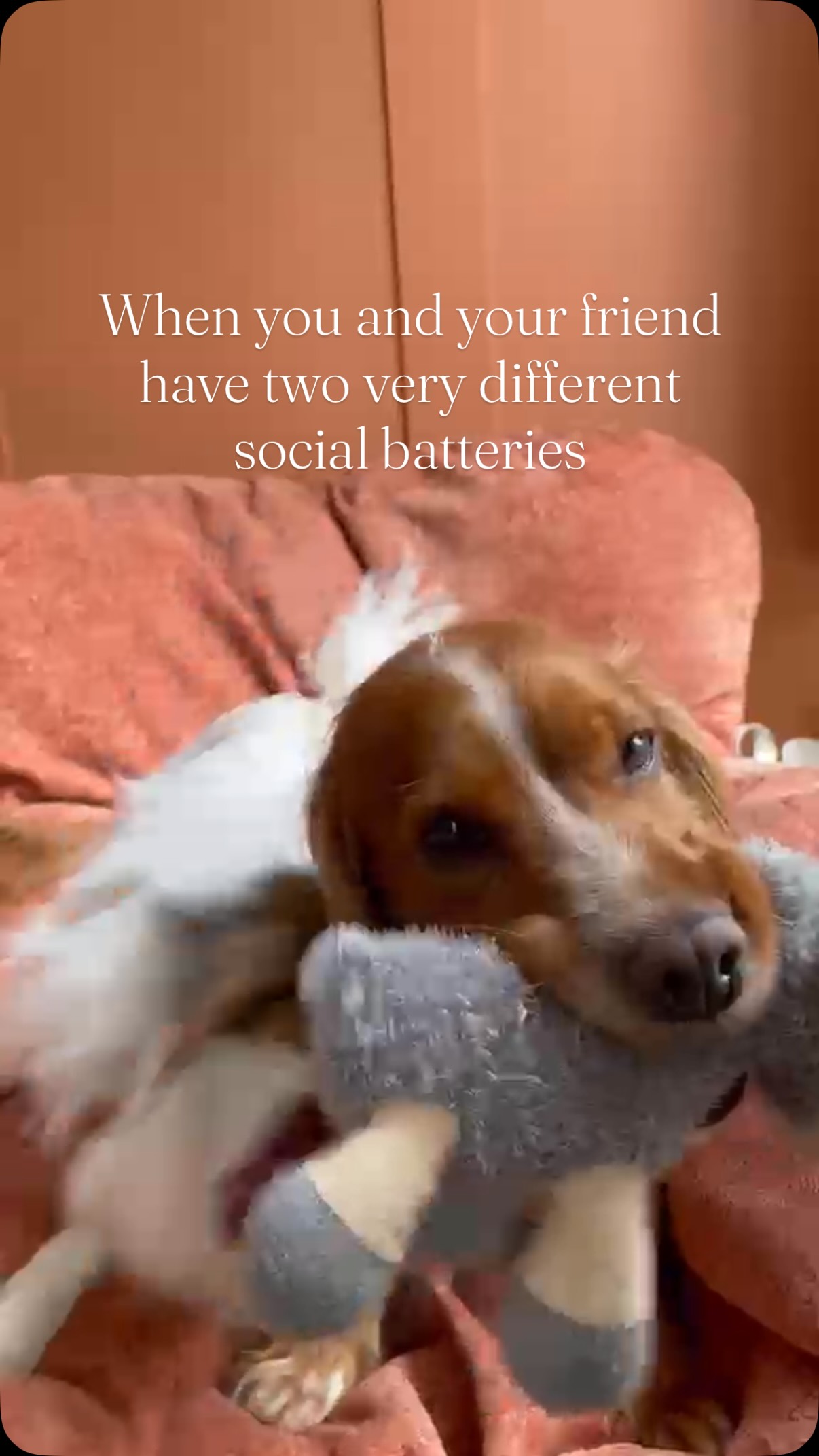 You know what they say… opposites attract!
#dogsofinstagram #petsitting #norfolk #sheffield #petsittersofinstagram