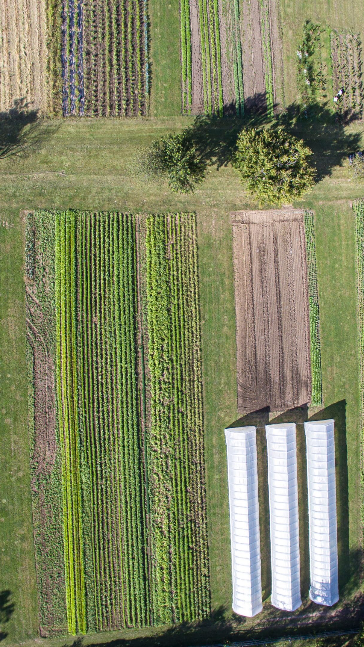 🌱 Come stroll the farm with us! 🌱
Join us on Saturday, September 27 from 10am–4pm for the McHenry County Farm Stroll!
We’re one of 11 local farms you can visit throughout the day, and we’d love to have you out to explore our certified organic vegetable farm and stroll through our 10 acres of fields. 🥕🌿
And because every day is better with coffee and a doughnut… @joendoughco will be here serving up fresh doughnuts and coffee to enjoy while you wander the farm! ☕️🍩
✨ Free family-friendly event
🌱 11 farms to explore
🥕 10 acres of organic vegetables
☕️🍩 Coffee & doughnuts at the farm
Come spend the day in the country, visit local farms, and see where your food is grown!