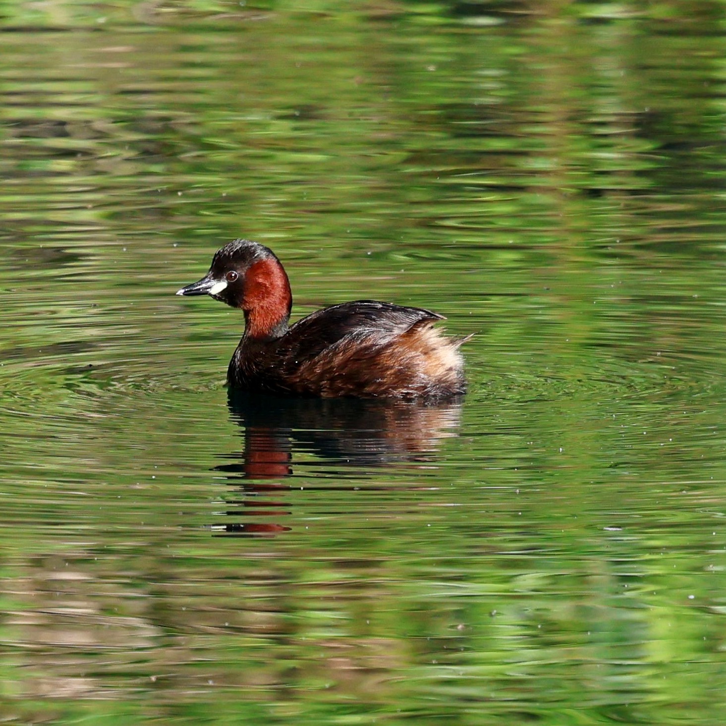 I am always happy to get a clear shot of a little grebe. They are very nervous and dive quickly under the water at the slightest movement around them. This was at Avithos Lake.
#islandwildlife #kefaloniawildlife #greekwildlife #guidedwildlifewalks #birdlovers