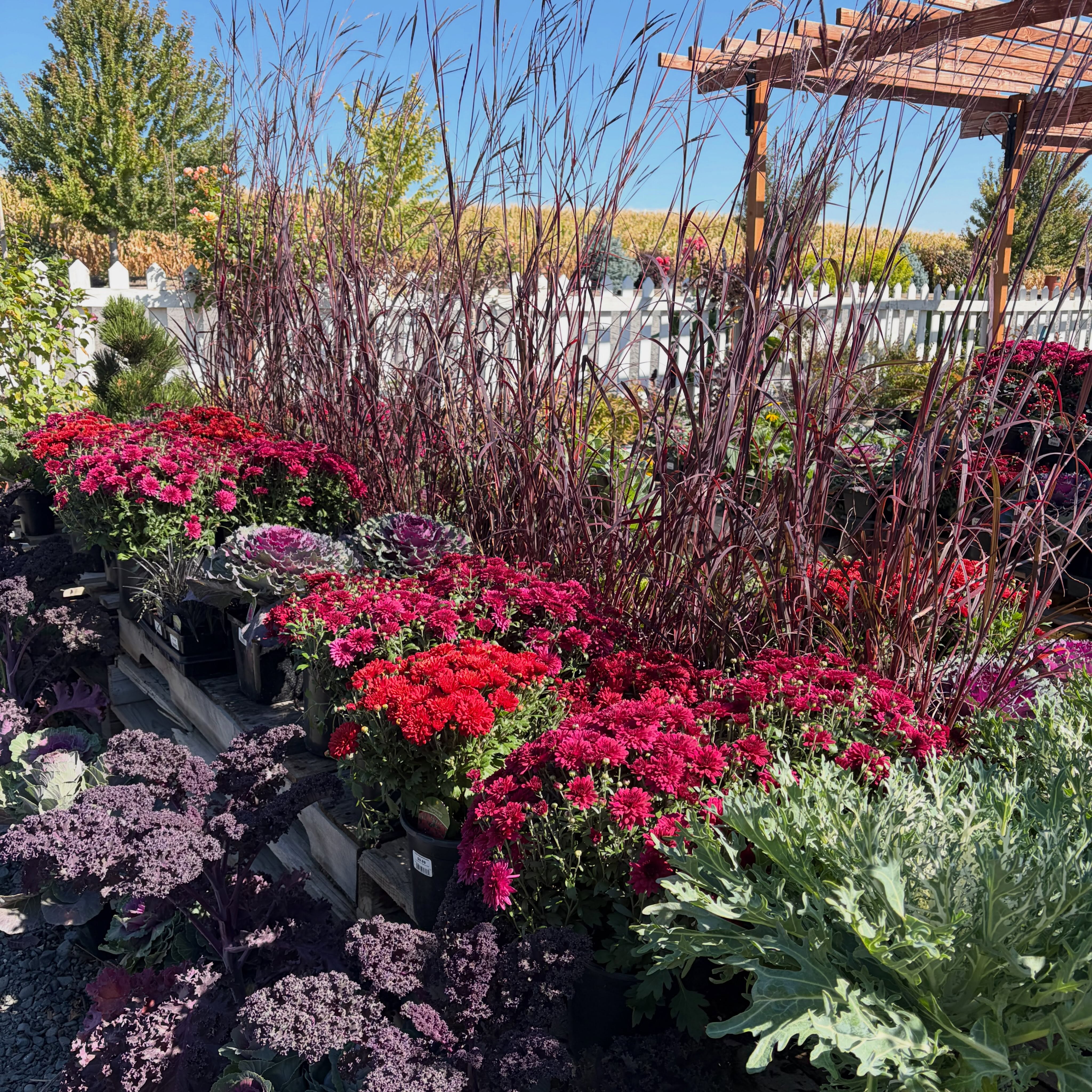 Fall mums, kale, and cabbage are here! ๐ Big, beautiful, and bursting out of their pots for some vibrant fall color!
Shout out to our friends at @tandlnursery for growing these impressively full seasonal color!
