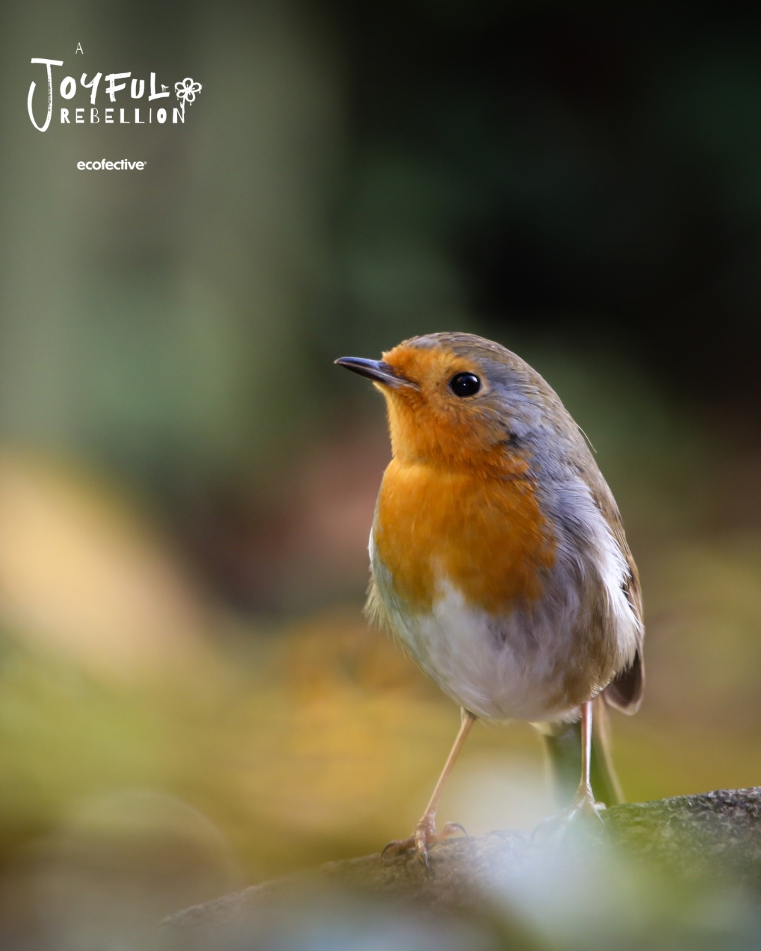 🌿 Want to garden without harming wildlife? And get some freebies 👀
Discover a kinder way to care for your garden with ecofective® – child & pet safe and wildlife friendly. 🐝🌱
Join our ecofective® tribe today and get some freebies to help you get started! 🎁
👉 Sign up now and start gardening the kinder way. Link in bio 🔗
#ecofective #EcoFriendlyGardening #WildlifeFriendly #Freebies