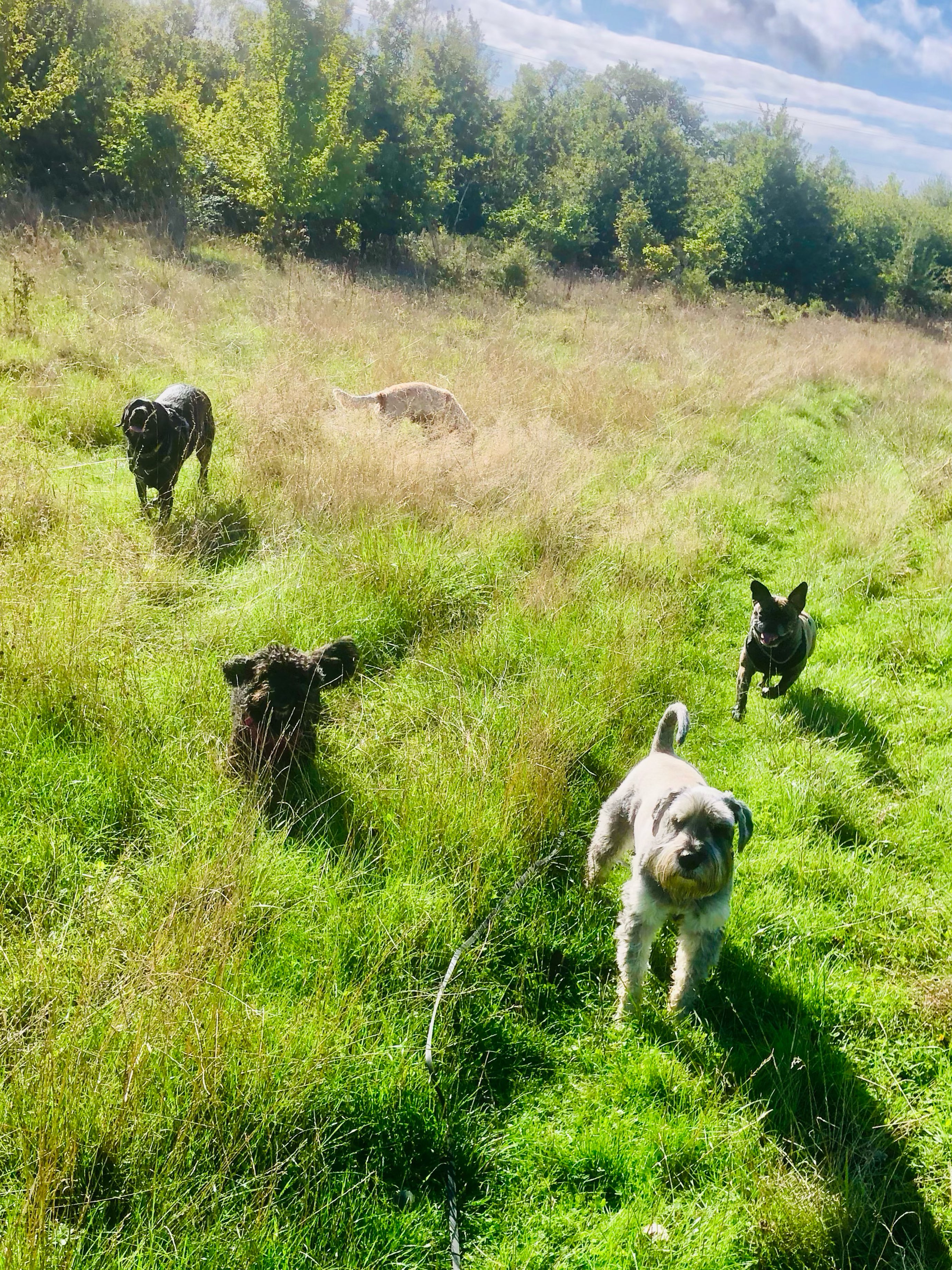 ❤️
If your dog would like to have a walk with us then contact us at www.ardendogwalking.co.uk and check out our half-day experience.
#ullenhall #tanworthinarden #hockleyheath #henleyinarden #dog
