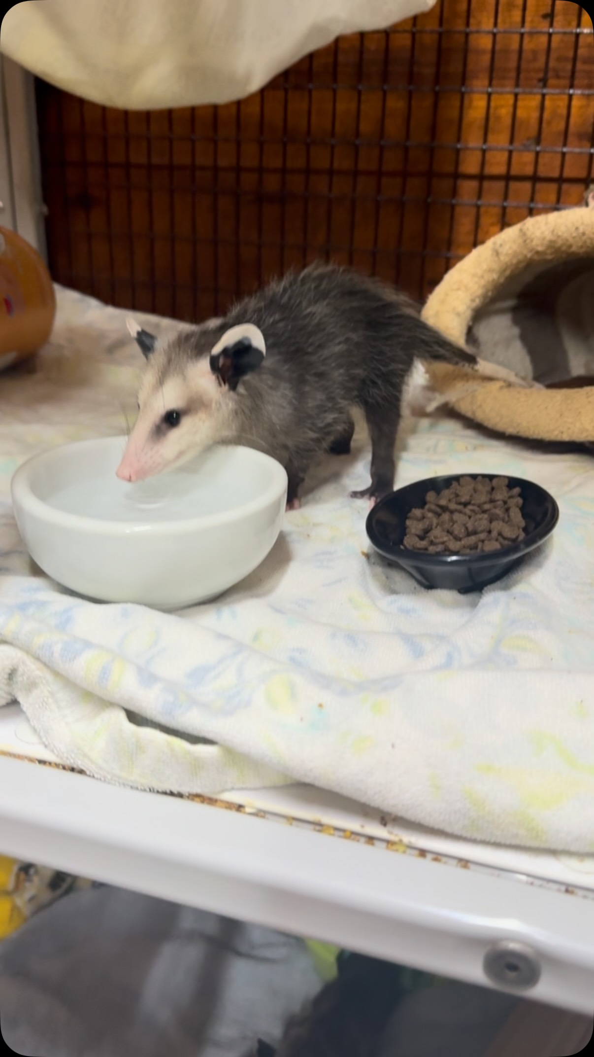 Our opossum babies are absolutely loving their opossum tower, an item we fundraised for back at our Wildlife Baby Shower. These stacked enclosures have allowed us to rescue more opossums at one time than ever before.