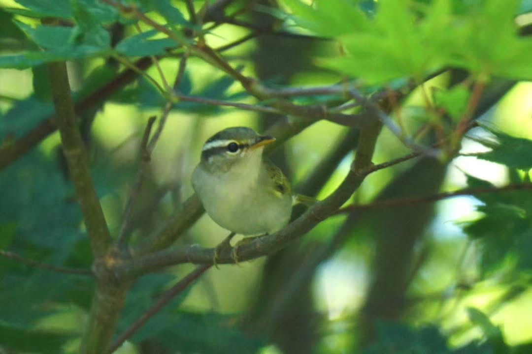 8月の終わり頃に出会えたセンダイムシクイさん🐦
今年の夏は幼鳥がいっぱい来てくれたので嬉しかったです。🌲🐦🏡🐦🌲
夏が終わると次は冬鳥が待ち遠しいです♪
#センダイムシクイ
#野鳥
#野鳥写真
#野鳥好きな人と繋がりたい
#テラス