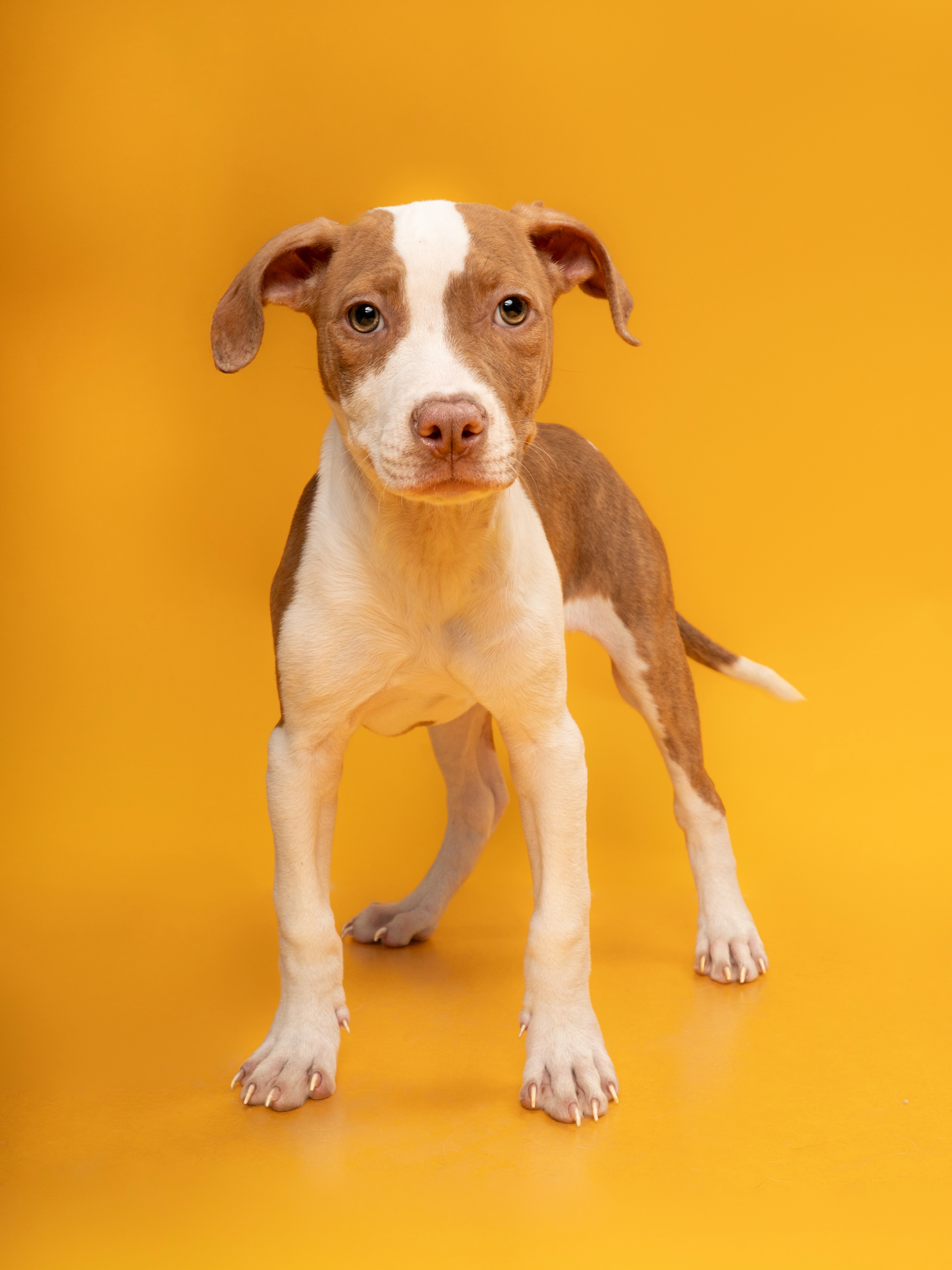 Meet Willow, our @cbsnewstexas Pet of the Week!
At just three months old, Willow is tiny, adorable, and absolutely packed with puppy charm. This sweet mixed-breed girl is all softness, big curiosity, and those hilarious little zoomie bursts that make puppyhood so special.
She is at the perfect age to explore the world, learn new things, and bond deeply with her people. Willow is looking for a patient, loving family ready to teach her the ropes, shower her with belly rubs, and treat her like the cherished family member she is meant to be.
If you are ready for puppy kisses, playful antics, and a lifetime of unconditional love, come meet Willow today at our Keller Regional Adoption Center today from 12pm-6pm. Learn more on our website at hsnt.org.
#petoftheweek #cbsnewstexas #keller @cityofkellertx