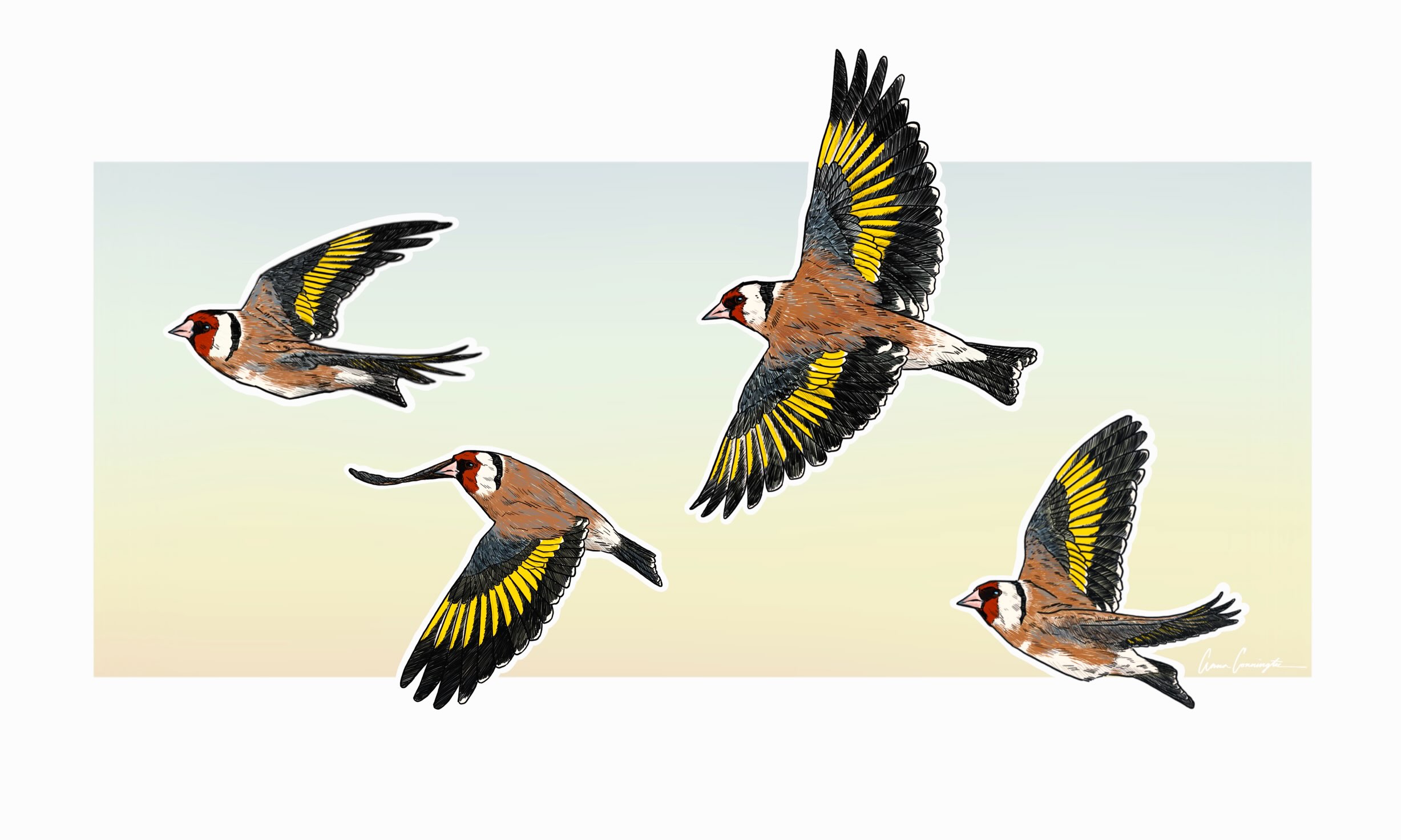 European Goldfinch | Jilguero europeo
Carduelis carduelis
Digital drawing
One of my favorite species to see and hear, and easy to ID during a quick fly by thanks to the gorgeous yellow on the wings!!
I’ve been pushing myself to try out some more digital work that is a little more simplified. Although I always seem to dive into all the little details!
*all birds handled and banded with appropriate training and permits.
———
#goldfinch #cardueliscarduelis #europeangoldfinch #digitaldrawing