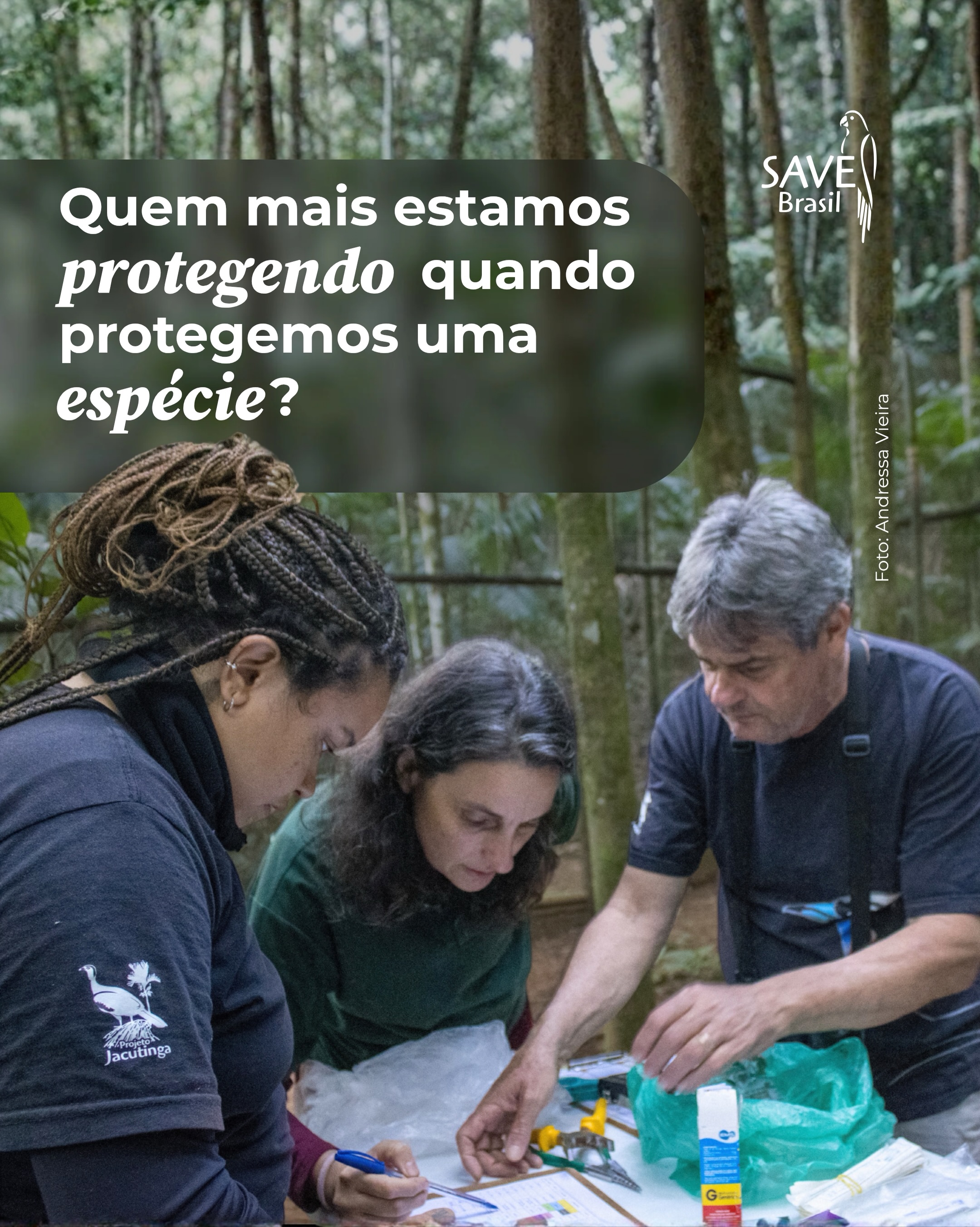 Quem estamos protegendo quando protegemos uma espécie?
Uma espécie ameaçada pode ser o ponto de partida para a conservação. Mas, quando olhamos mais de perto, percebemos que ela nunca existe sozinha.
As câmeras-trap instaladas pela @ilafauna , em uma propriedade próxima ao viveiro de reabilitação de jacutingas da SAVE, nos mostram um pouco disso.
Entre os registros, está a jacutinga, mas também o gato-do-mato, o quati, a onça-parda e outros animais que circulam por esse mesmo ambiente.
São espécies diferentes, com diferentes formas de vida, mas que têm algo em comum: dependem de uma floresta viva.
É por isso que conservar uma espécie também significa olhar para o ambiente que a sustenta. Para os recursos que encontra ali, para as relações que estabelece e para todas as outras formas de vida que compartilham aquele espaço.
As câmeras-trap nos ajudam justamente a enxergar uma parte dessa vida que acontece quando não estamos olhando.
Porque, no fim, proteger uma espécie pode significar proteger um mundo inteiro. 🌿
-
#jacutinga #savebrasil #conservacao #biodiversidade