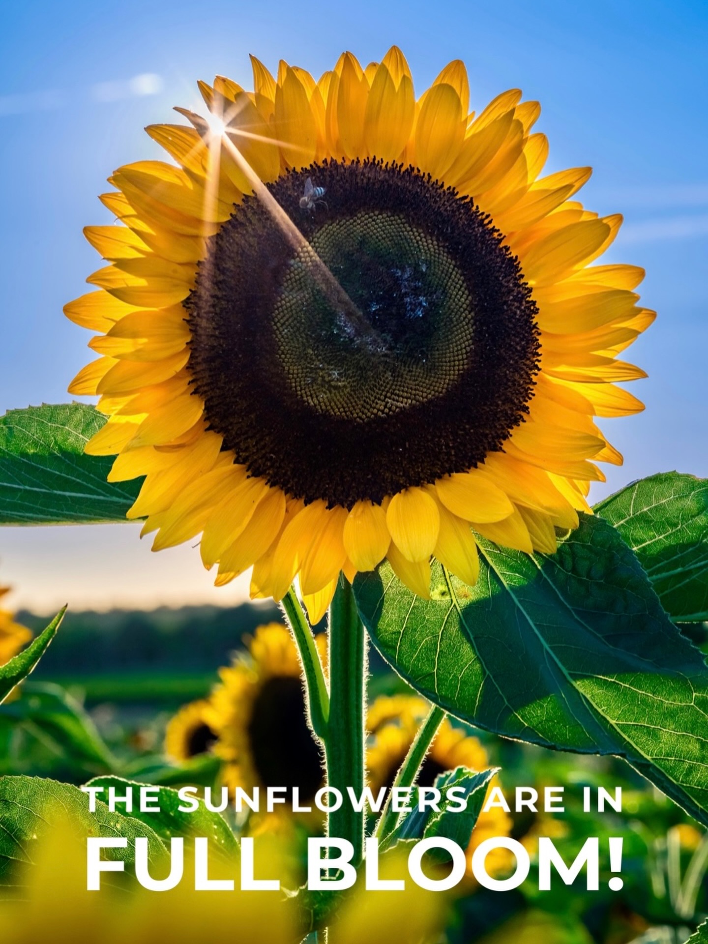 THE SUNFLOWERS ARE IN FULL BLOOM THIS WEEKEND!
Don’t wait to visit! Our closest Sunflower Field is in Full Bloom at our Manorville location this weekend!
Pick out the perfect pumpkin, tiptoe through the sunflowers, get lost in the corn maze and explore the farm!
Learn more at www.water-drinker.com
PURCHASE TICKETS AT THE GATE!