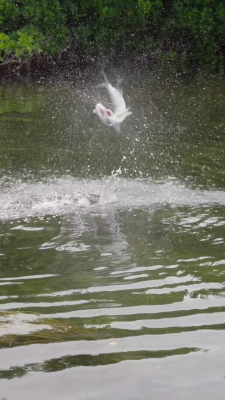 LIFE GOAL: Find a guide who loves baby tarpon as much as you do. Capt. @paulray__ ‘s my guy!
~
#tarpononthefly #juveniletarpondoitbetter #flyfishing #thehatchoutfitters #hatchout
