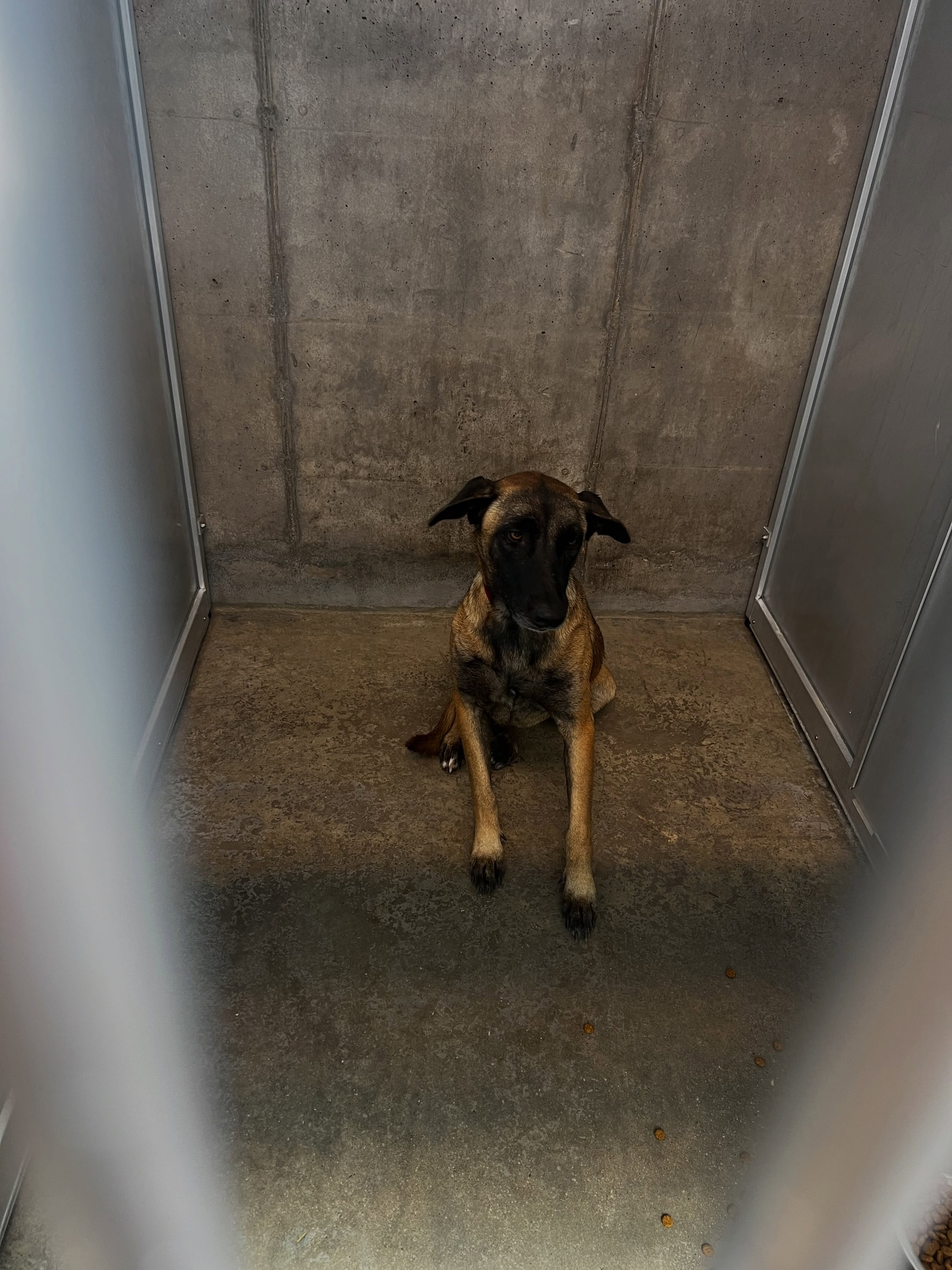Help us get them off the concrete and onto a raised bed! It’s the least a shelter dog can have 🧡
Through the Double R Family Foundation matching gift, we can replace every broken bed at Silcox and Henry Animal Campus AND ensure every kennel has a bed.
We provided raised beds for the shelter a few years ago, but with nearly 17,000 animals coming through @fortworthacc every year, many are now worn out, broken, or need to be replaced.
We’ve been wanting to do this for a while, and now we finally can through this gift.
💙 DONATE ANYTIME through our website — link in our bio!
#adoptdontshop #ShelterDog #NTxGivingDay #adoptme #donate
