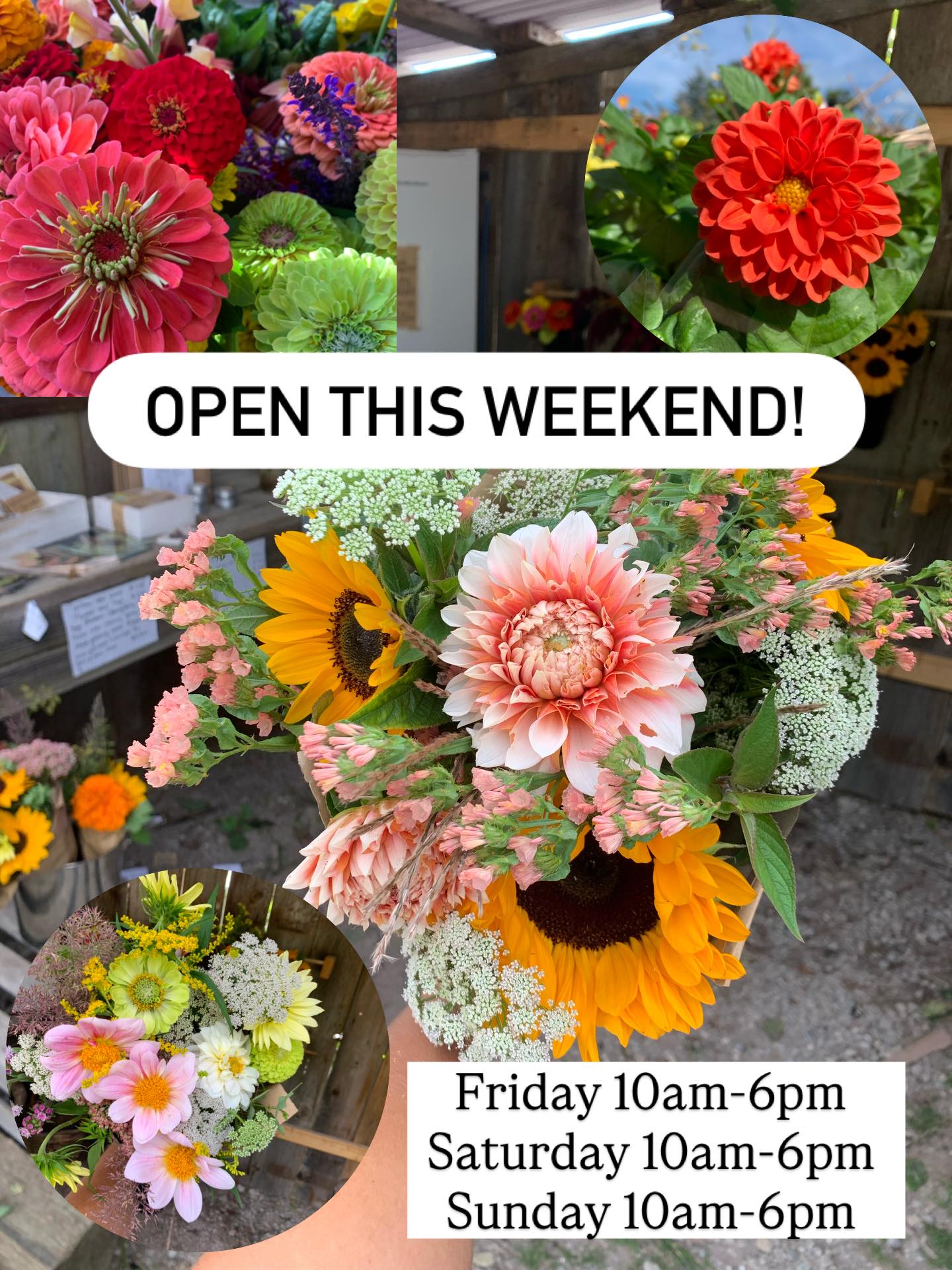 Open this weekend!!
Stop by to pick up some beautiful fall blooms 🌻
Friday 10am-6pm
Saturday 10am-6pm
Sunday 10am-6pm
#freshflowers #localflowers #flowers #local #fallflowers