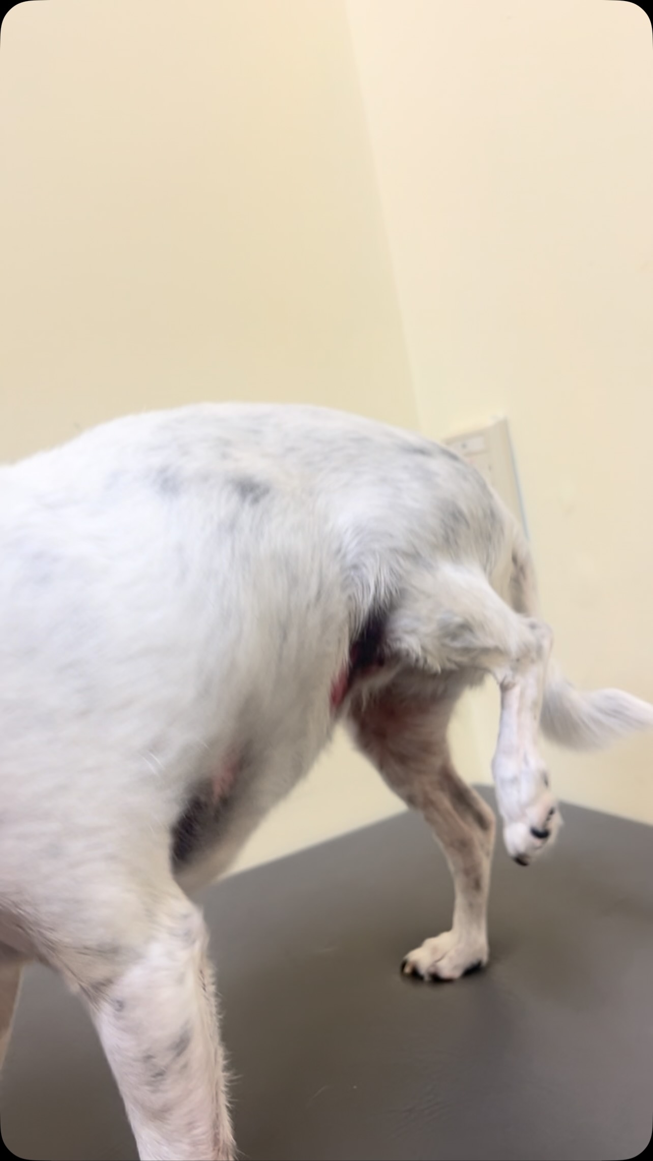 Silly Stella’s turn at the vet because, hey, why not 😖 looks like an infection, lab results will be back tomorrow, more info then. She has always had mysterious things going on, keeping us on our toes always ❤️ #seniordog #seniordogrescue #seniordogsanctuary