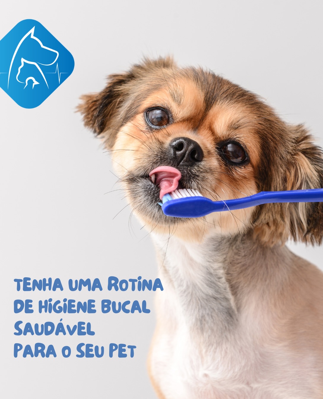 Problemas periodontais podem ser a causa de doenças graves em cães. Manter uma rotina adequada de higiene bucal pode reduzir em até 90% a chance de desenvolver tártaro, entre outros problemas. 🦷🪥
Nossos profissionais da Pet Place, estão aqui para te fornecer dicas e tornar a escovação uma experiência mais tranquila para você e seu pet. 😎
#petplace #odontologiaveterinaria #dentistapet #odontovet #odontopet