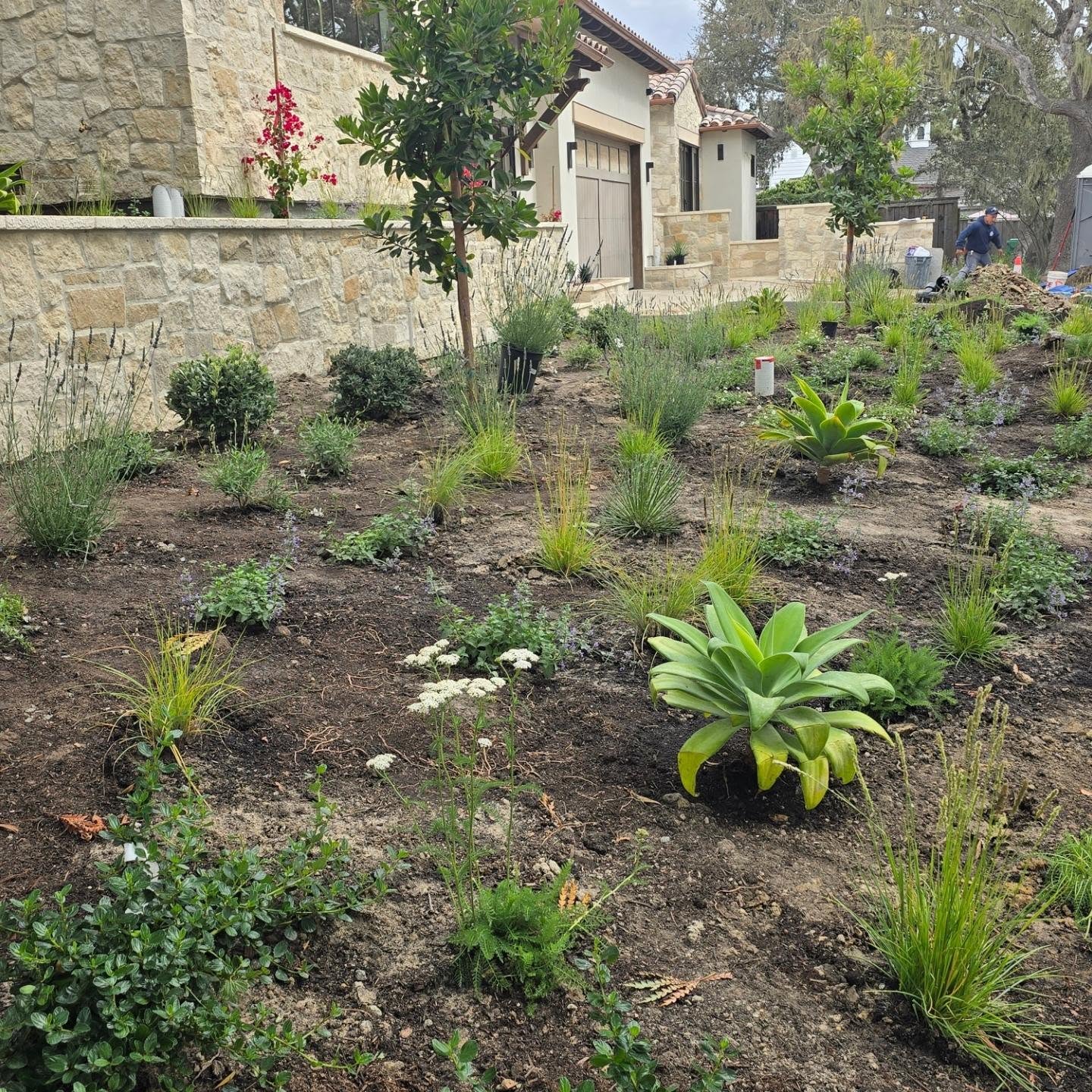 Planting in progress #CarmelByTheSea
#LandscapeDesignBuildandMaintain
#CarmelPointLandscapes
#Horticulture
#LandscapeContractor