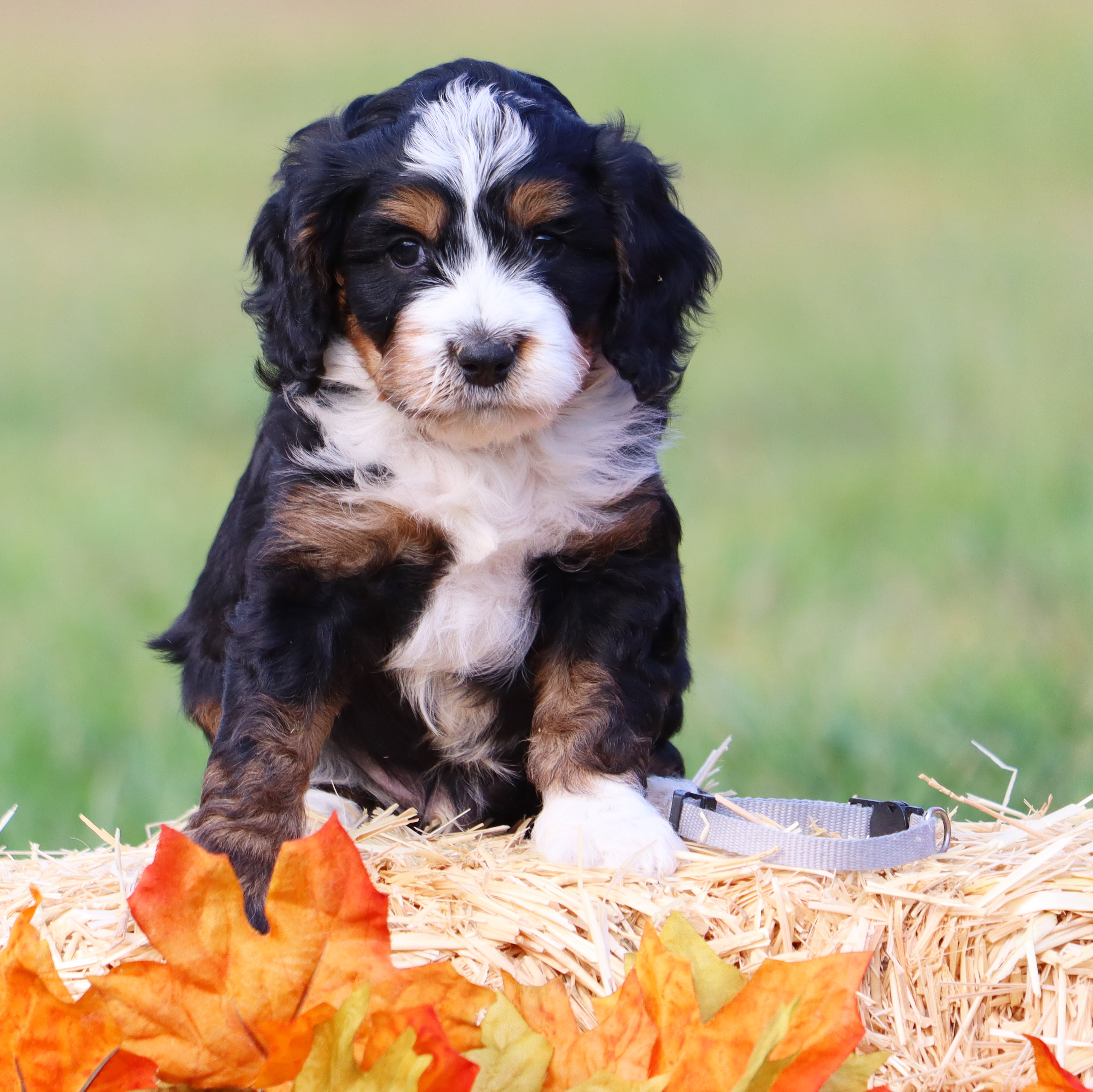 Puddings mini Bernedoodles adventuring outside. We are loving the fall crisp mornings! #lkbernedoodles