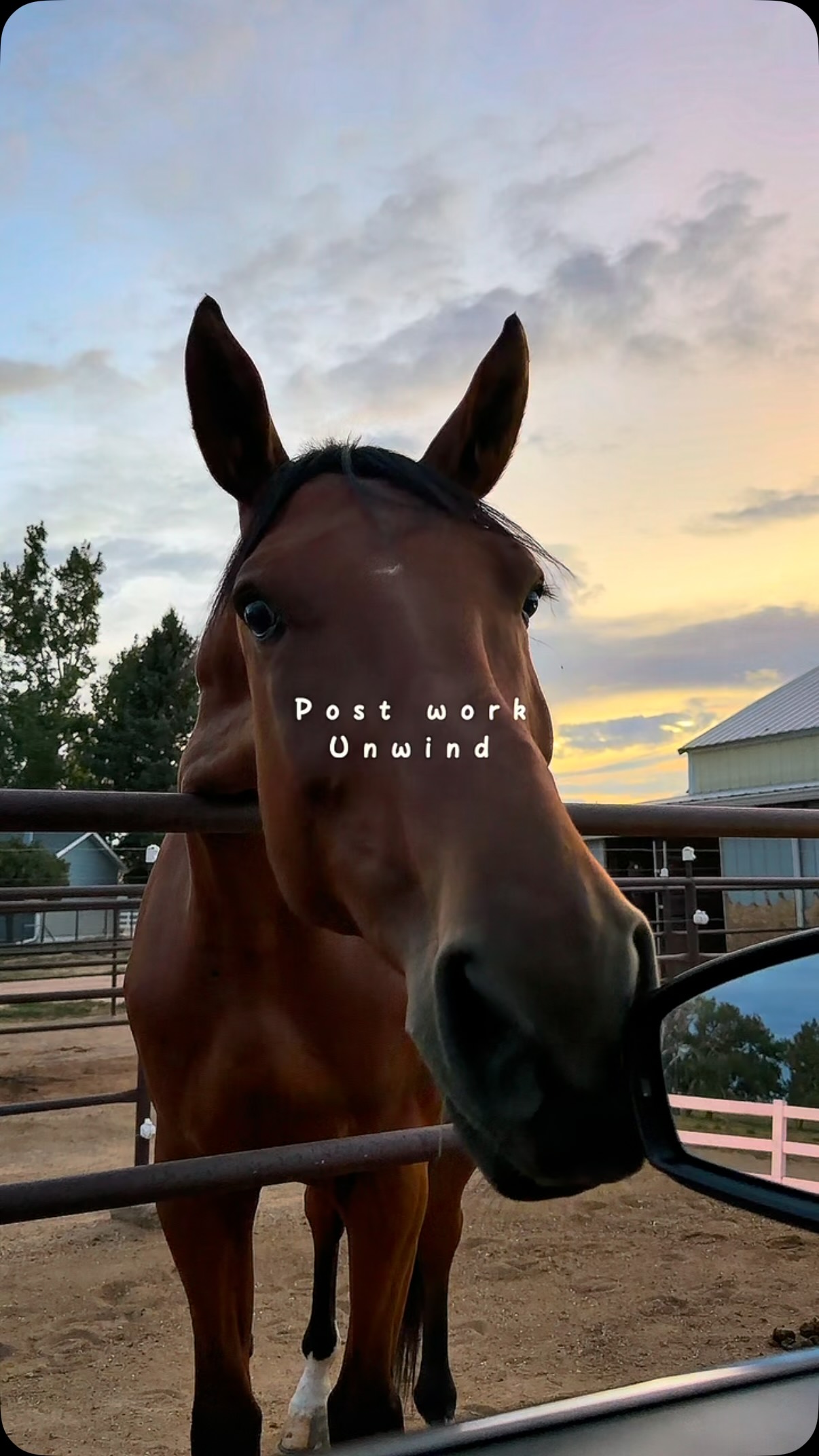 Soaking up these cool September nights β€οΈπ #horses #colorado #hunterjumper #northerncolorado #sunset